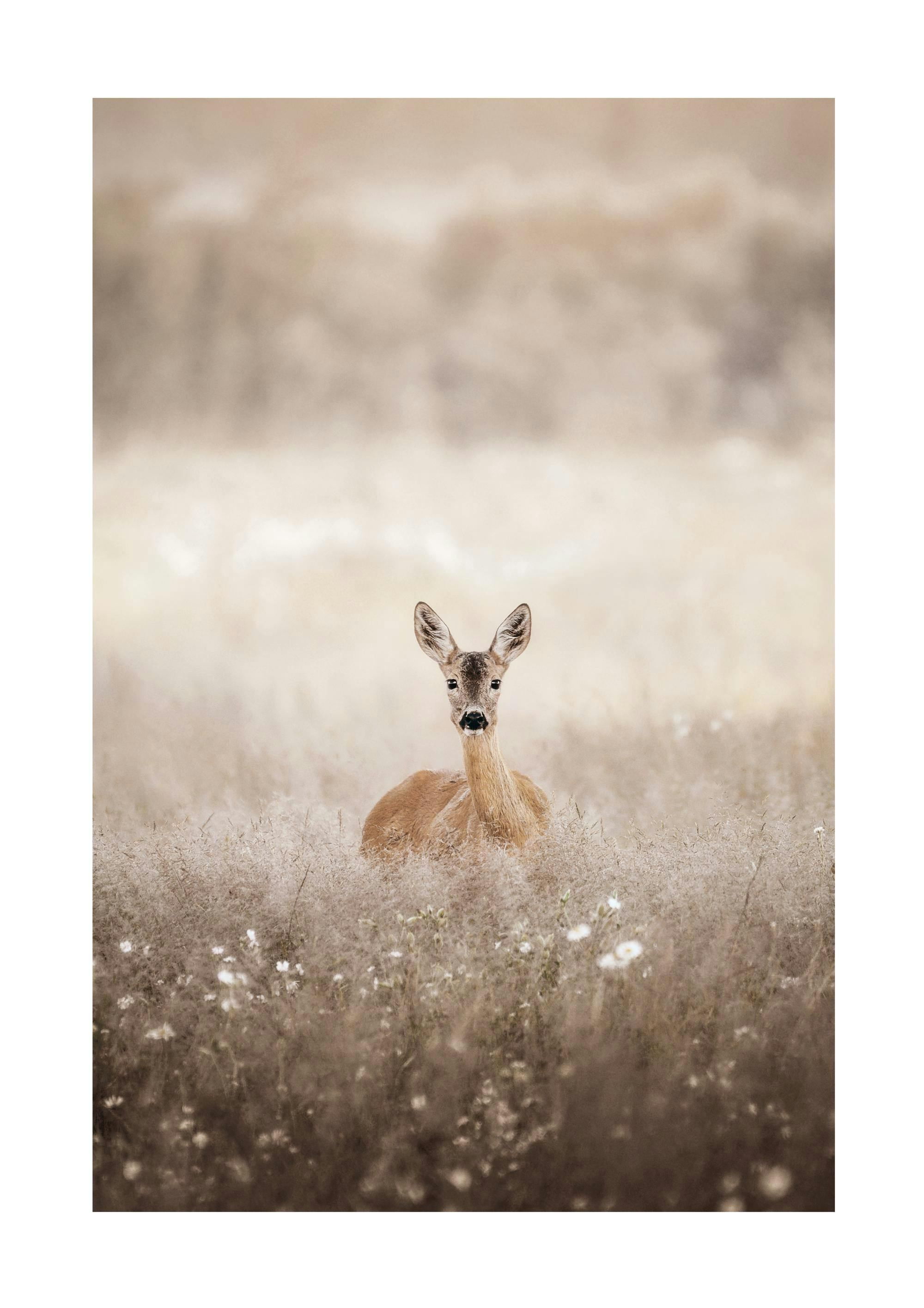 Roe Deer on a Field Poster 0