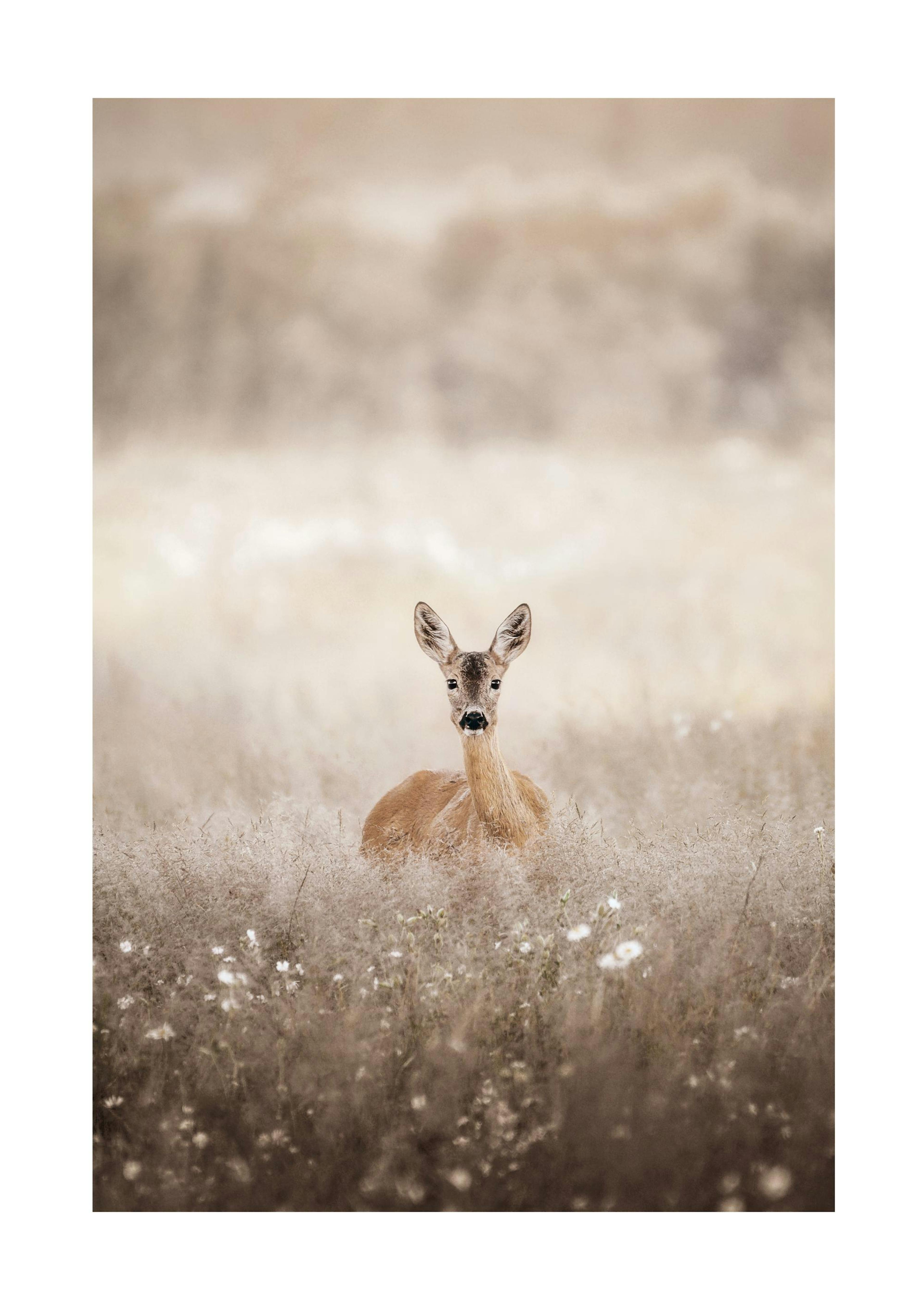 Roe Deer on a Field Print 0