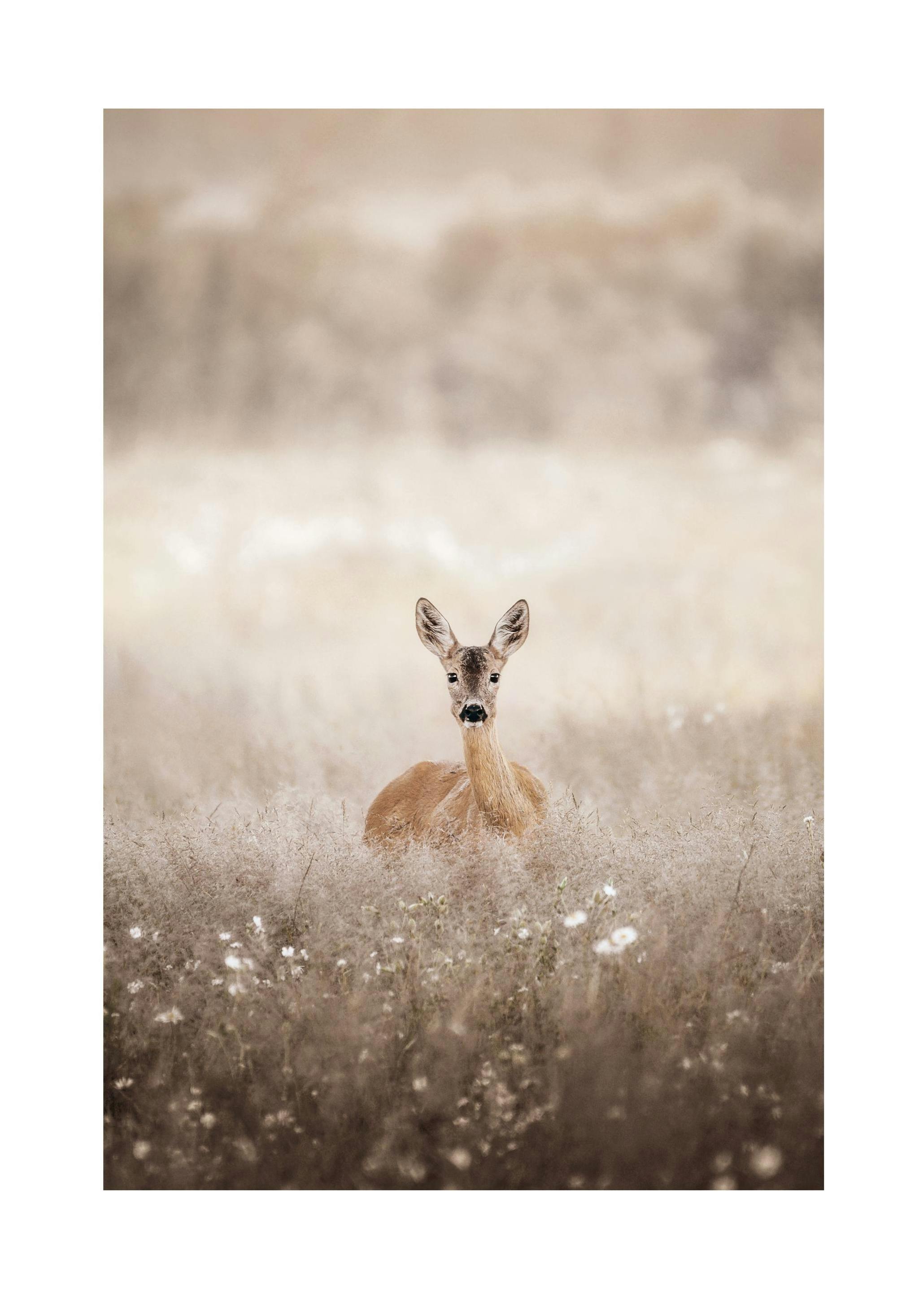 Roe Deer on a Field Print (50x70 cm)