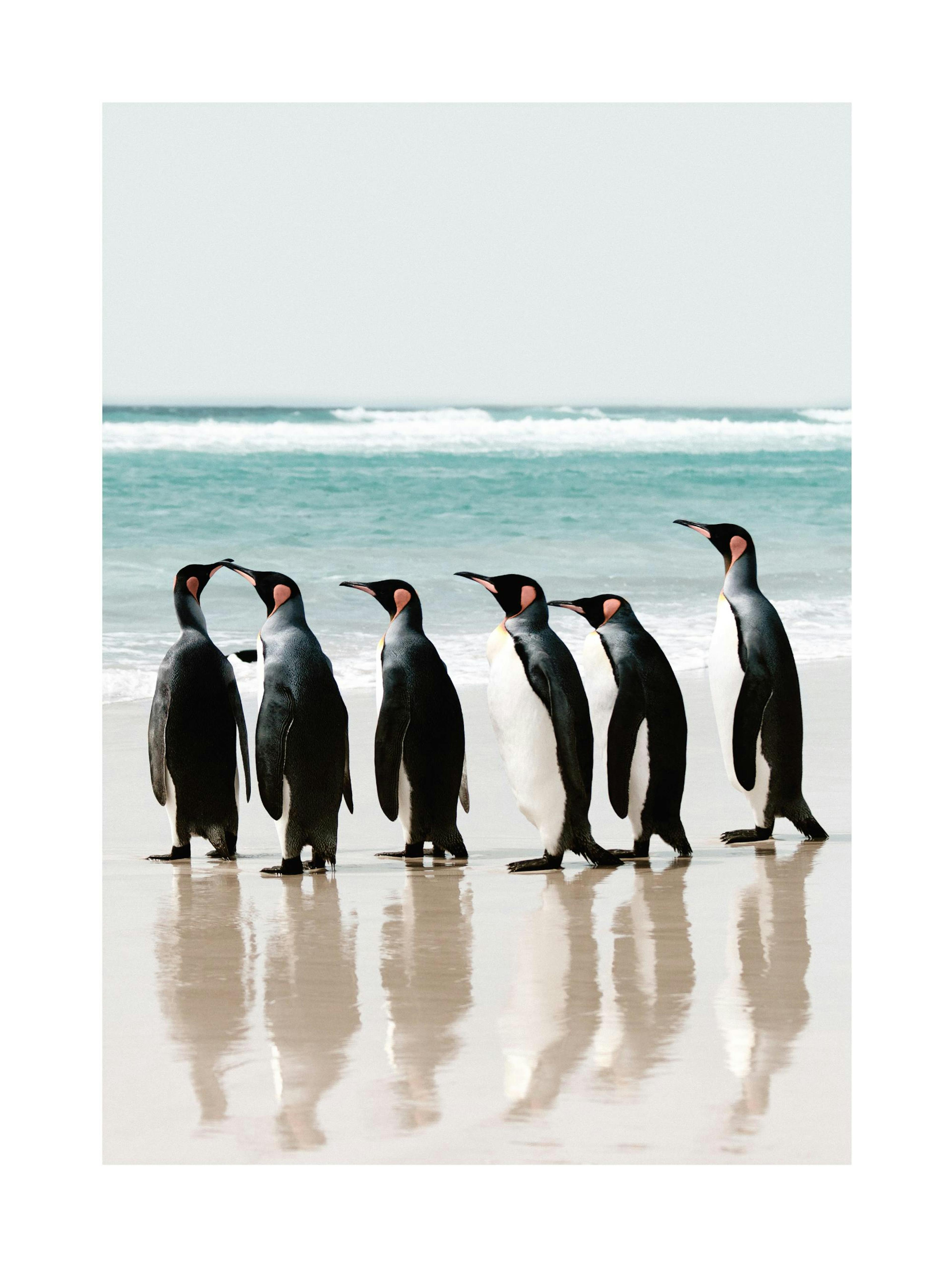 Lined up Penguins Print