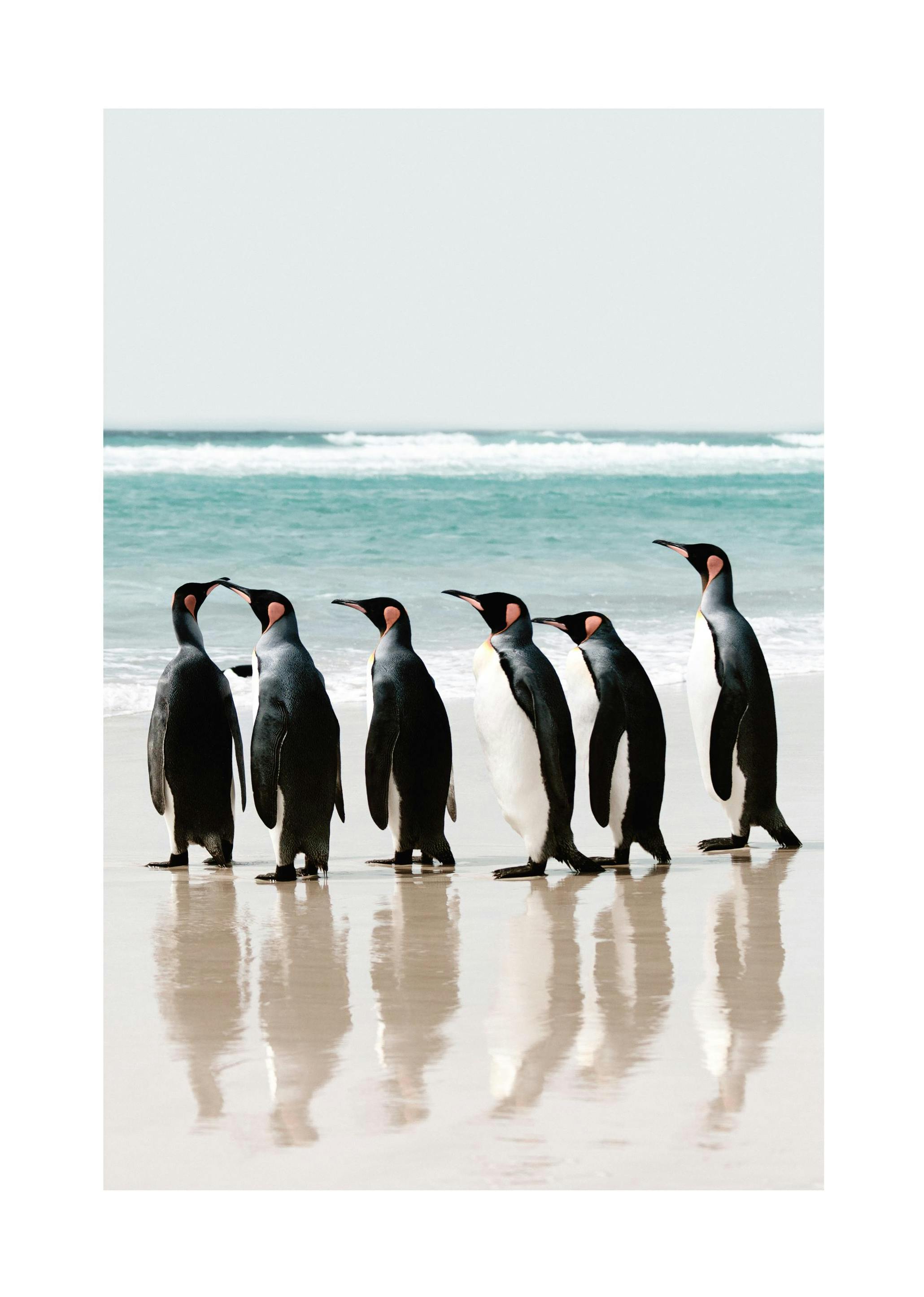 Lined up Penguins Plakat (50x70 cm)- Plakaty ze zwierzętami