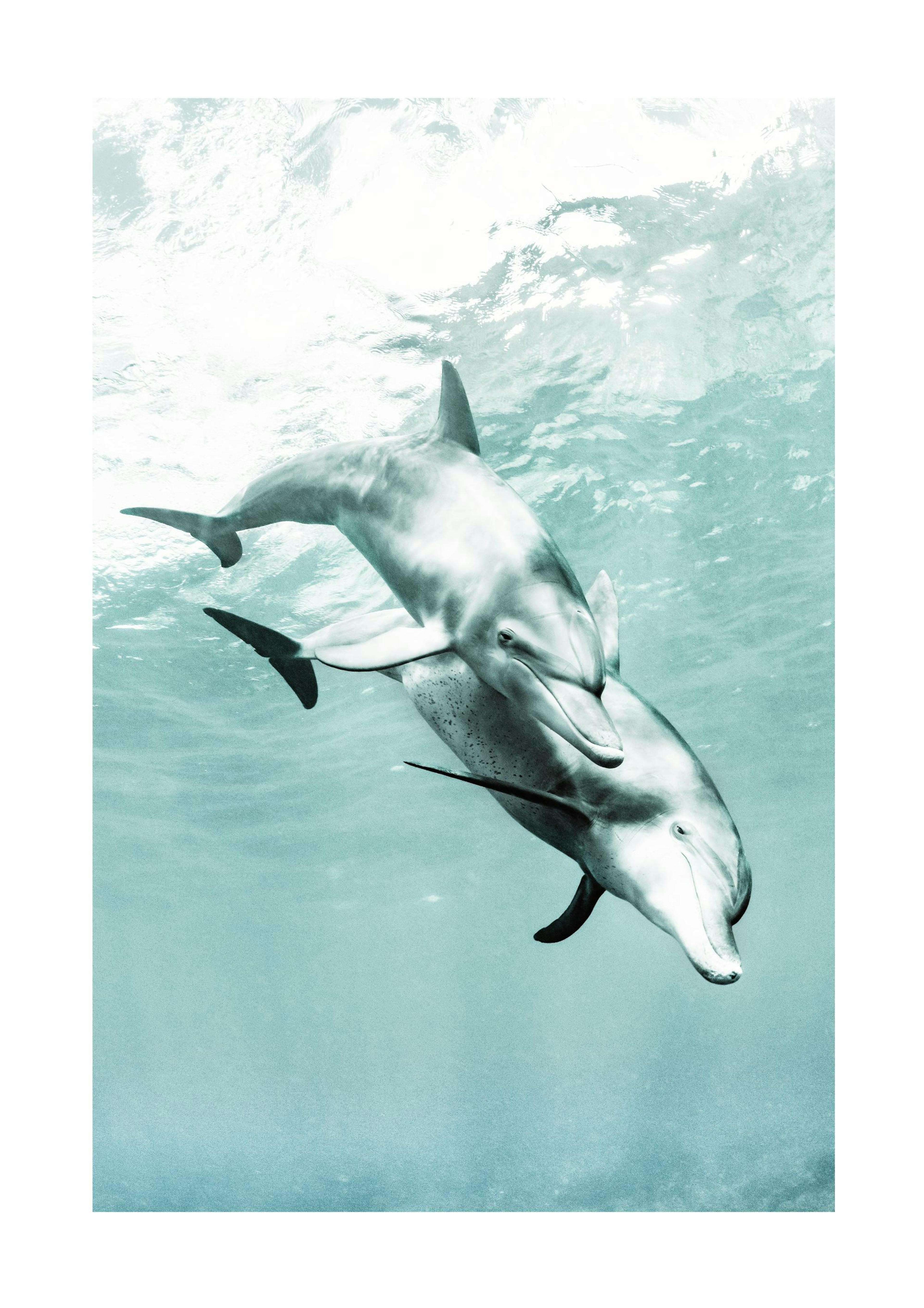 Two Dolphins Print 0