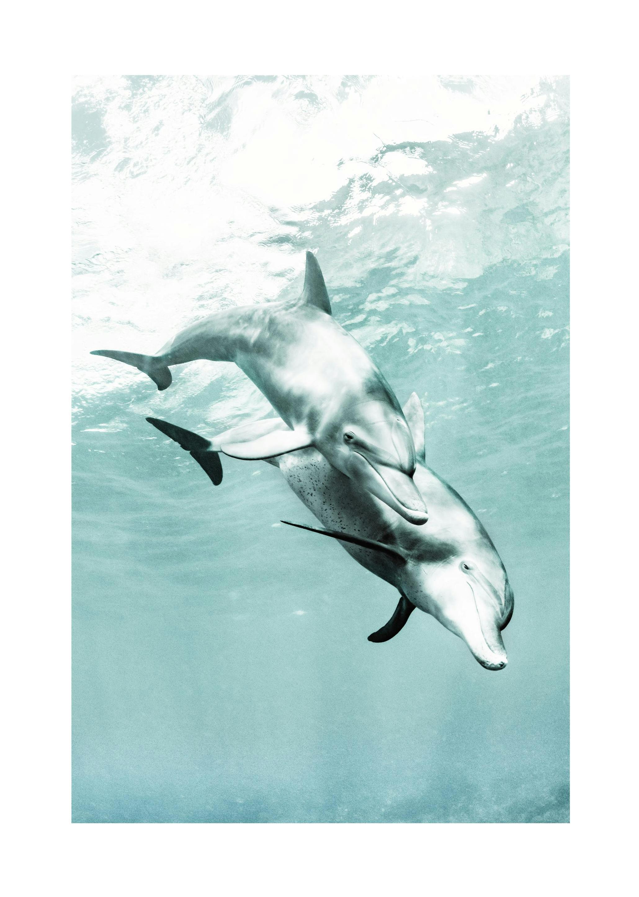 Prints - Two Dolphins Print (50x70 cm) - Animal art prints