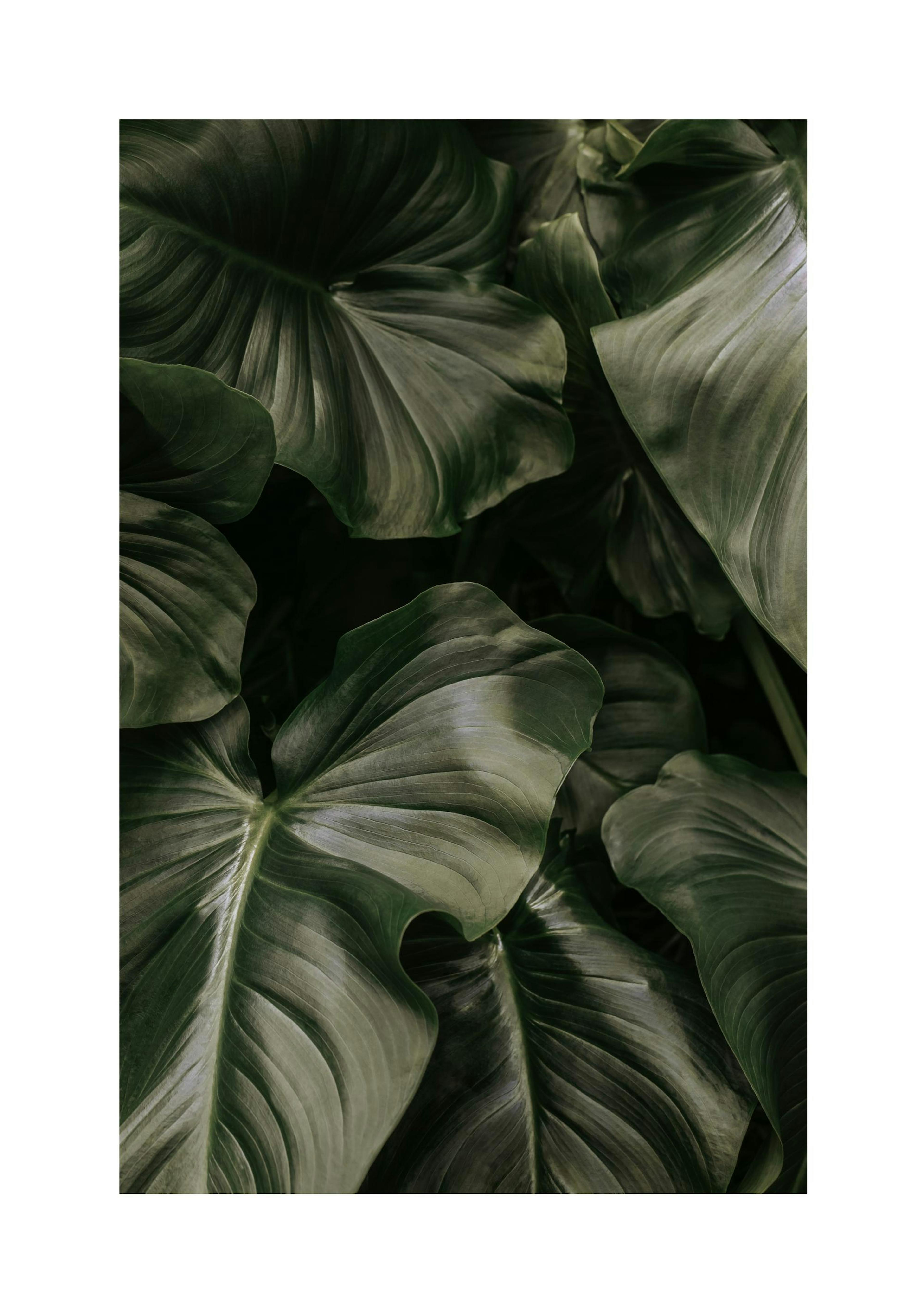 Deep Green Leaves Print