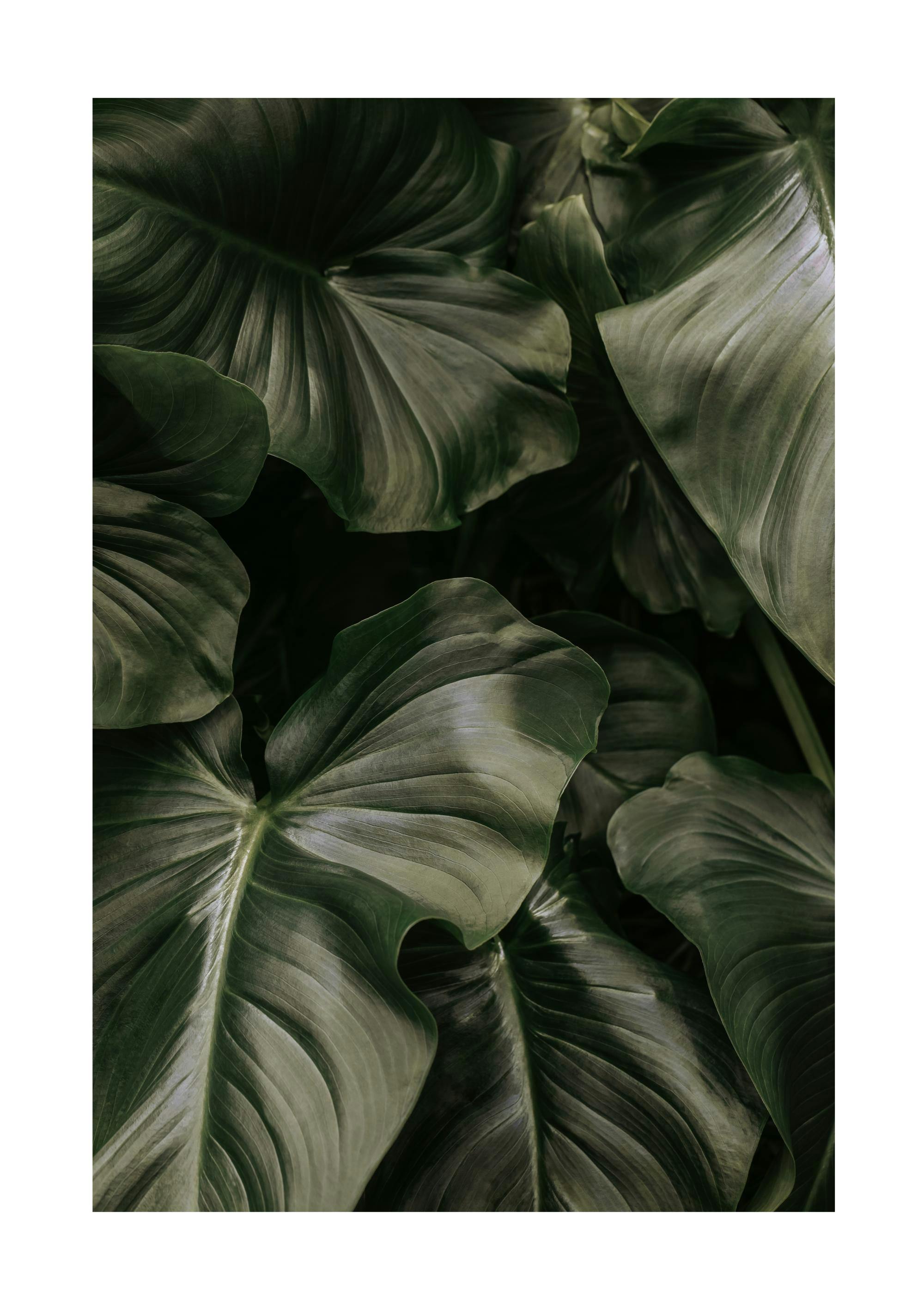Deep Green Leaves Plagát 0
