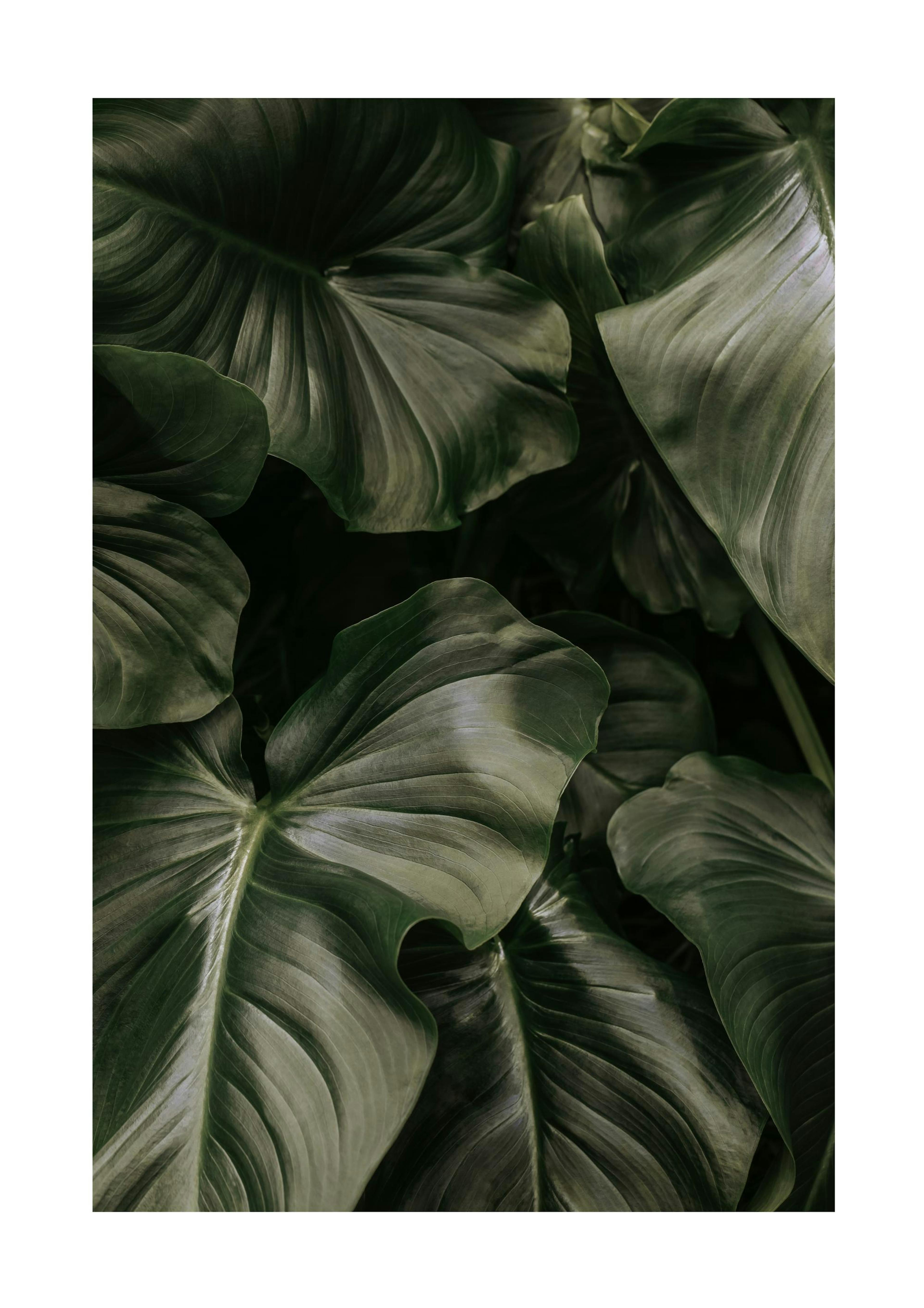 Deep Green Leaves Poster 0