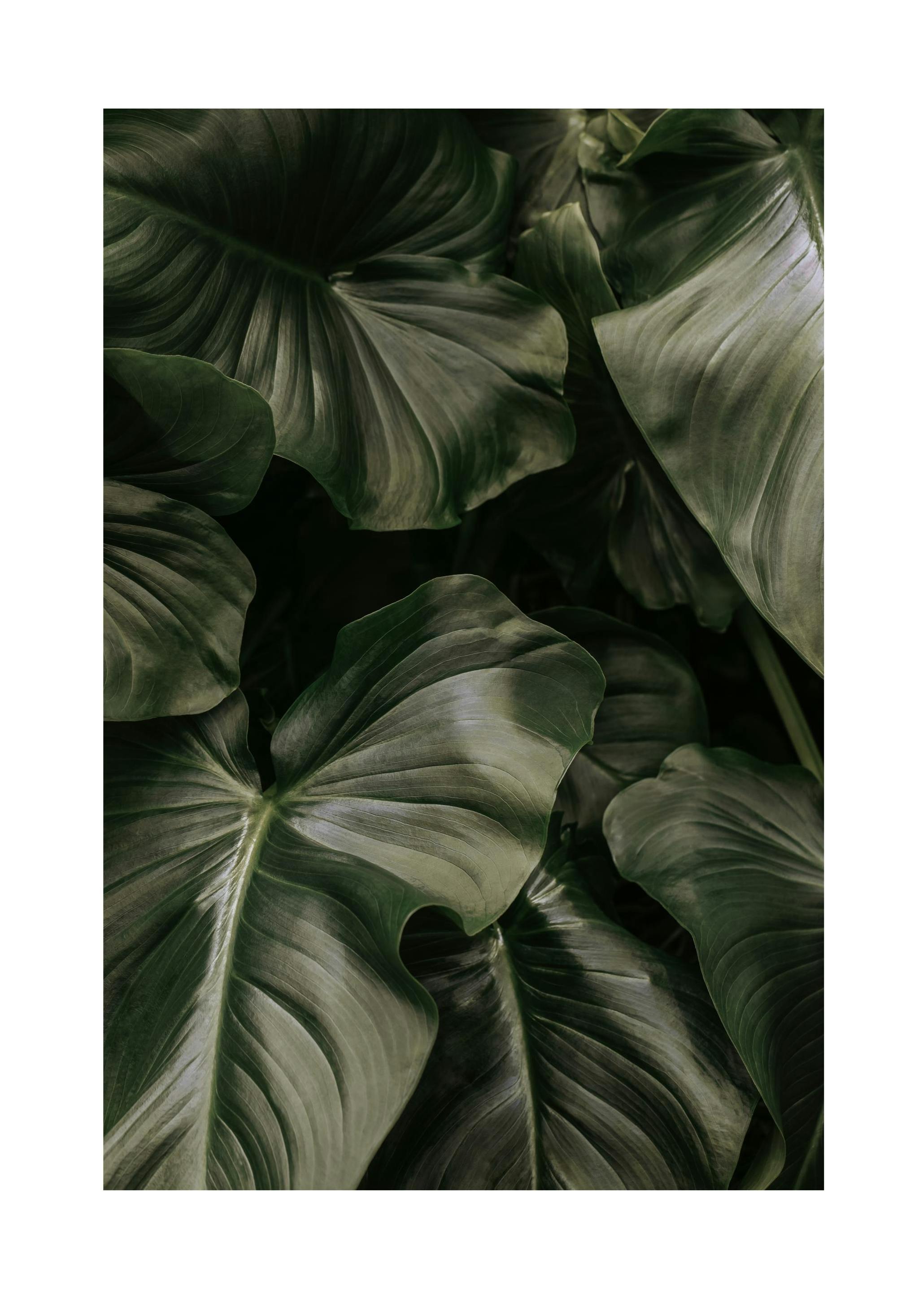 Prints - Deep Green Leaves Print (50x70 cm) - Green plants posters