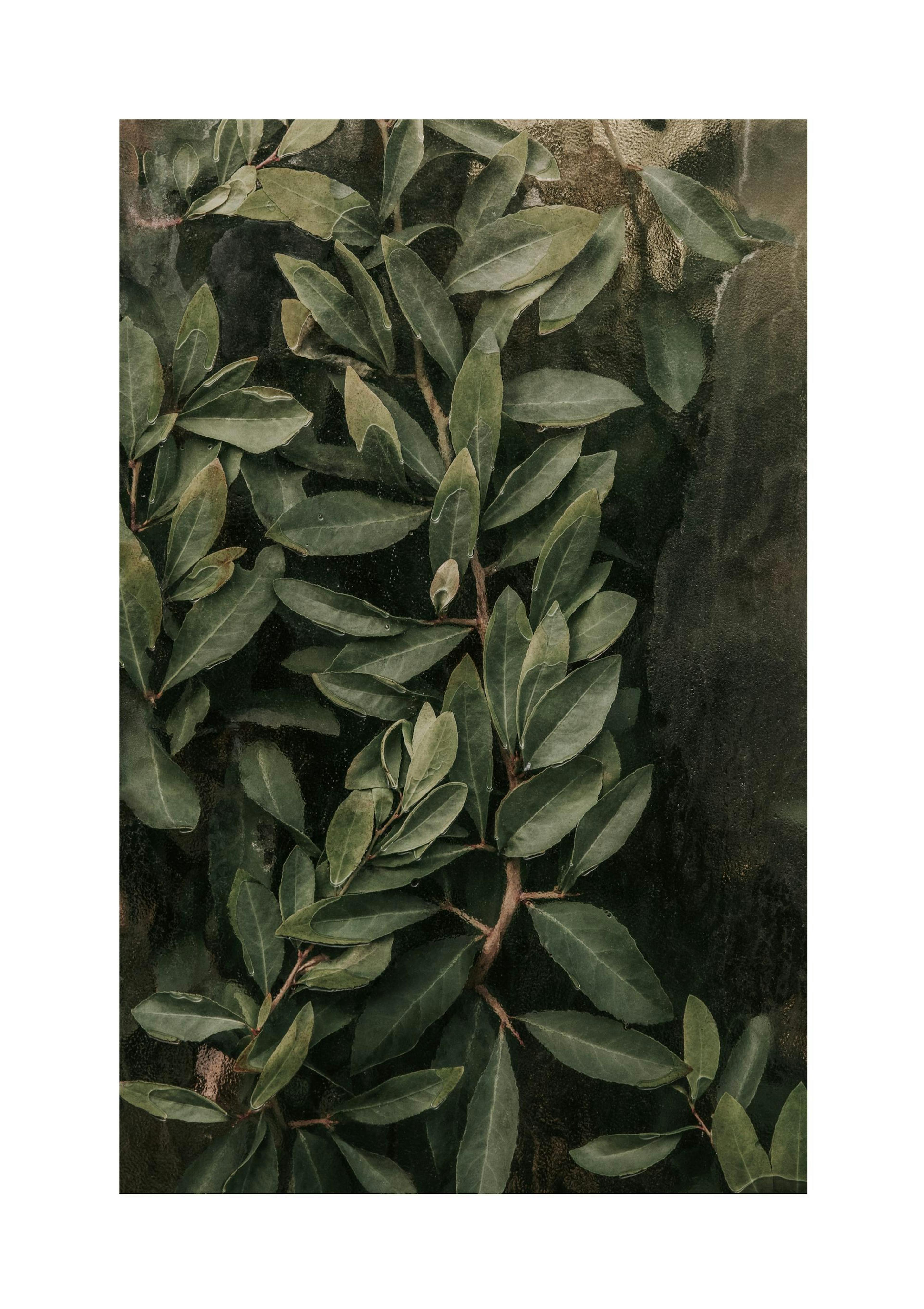 Greenery Behind Glass Poster