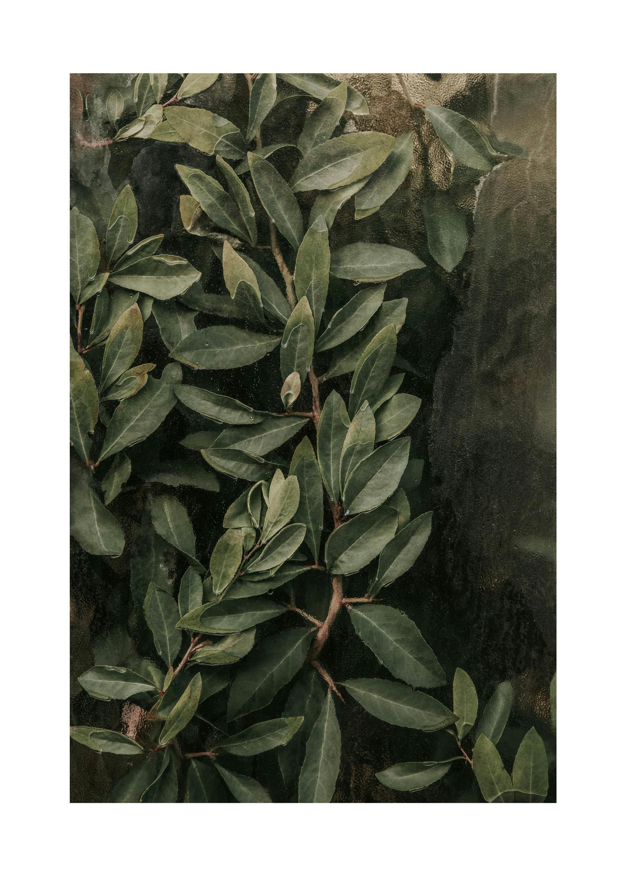Greenery Behind Glass Poster (21x30 cm) - Groene planten