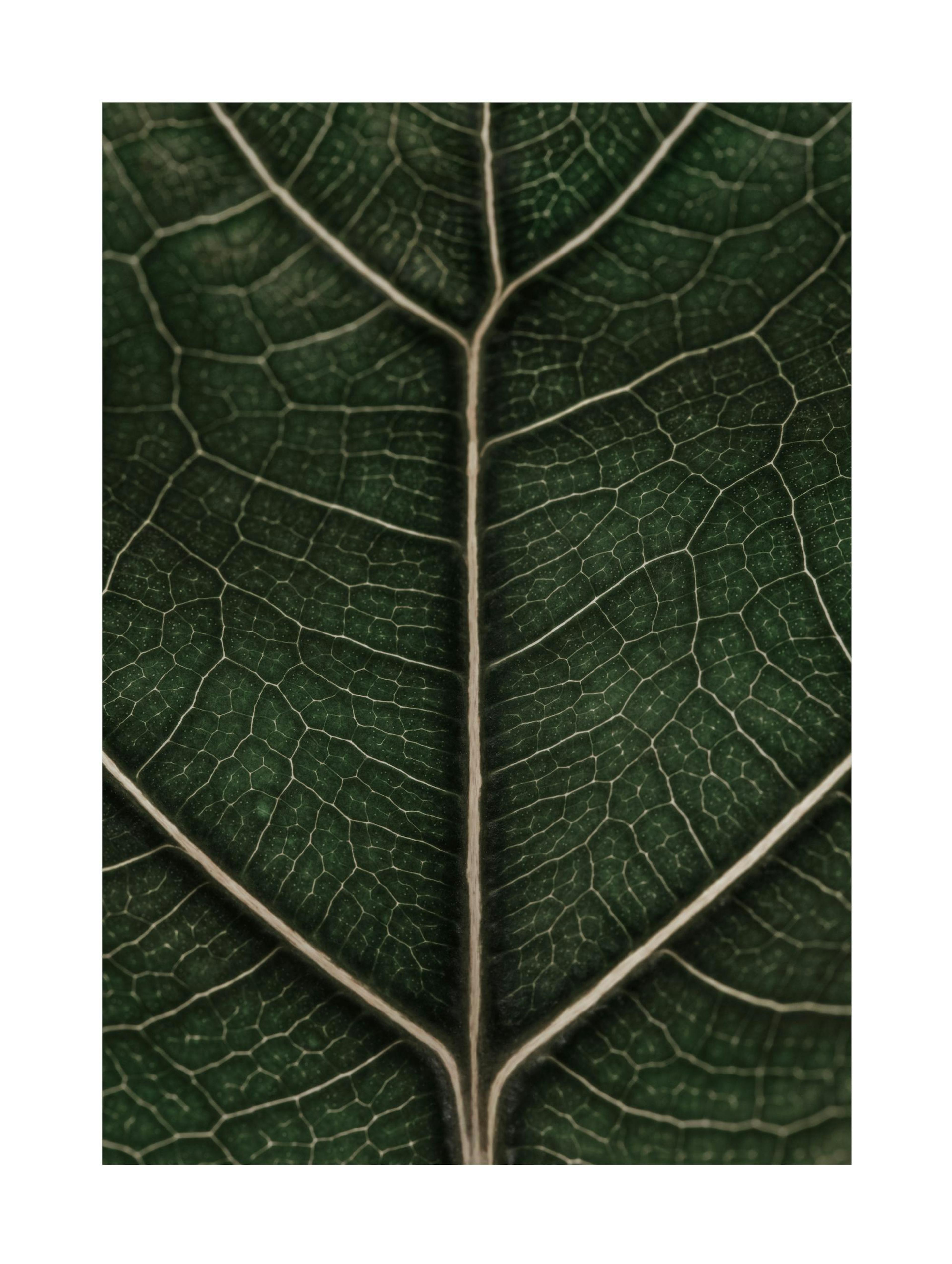 Fragile Leaf Poster 0