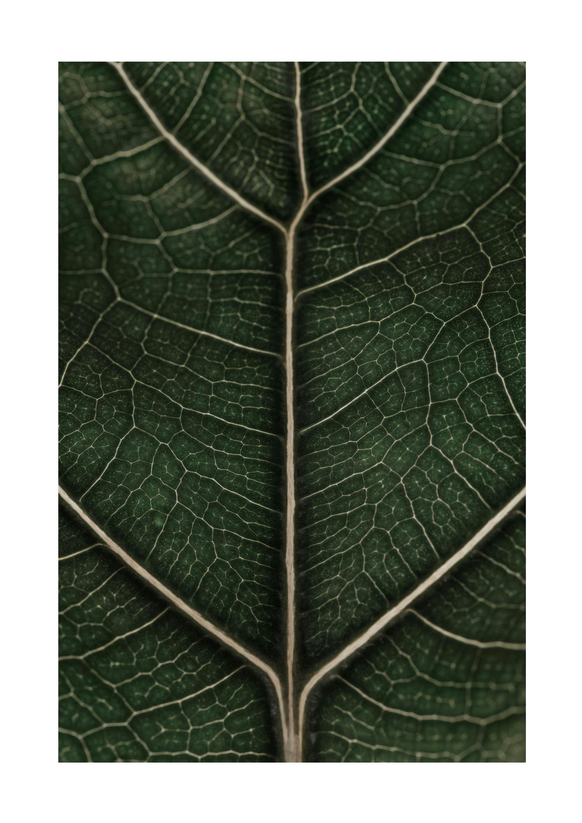 Fragile Leaf Poster 0
