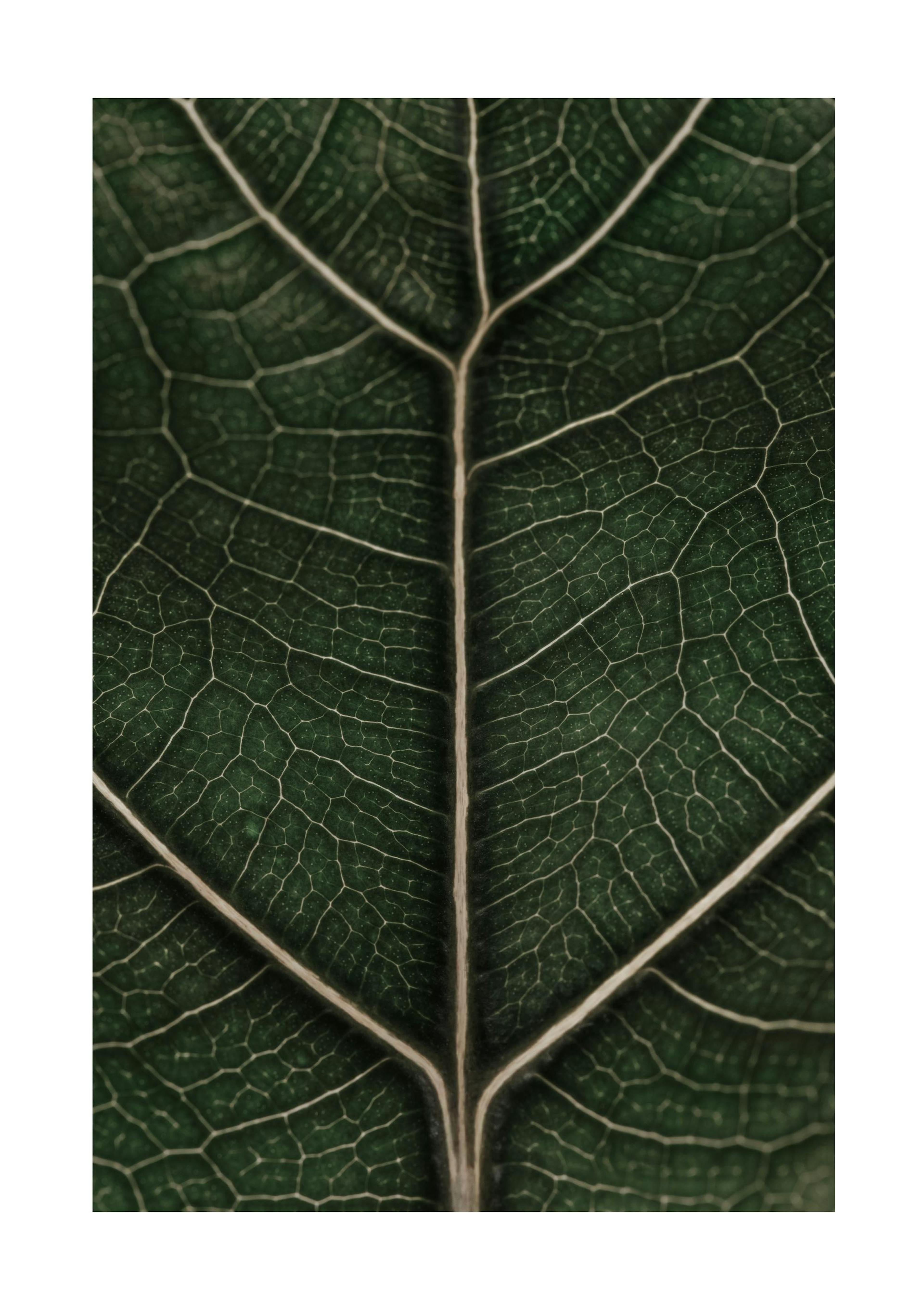 Fragile Leaf Poster 0