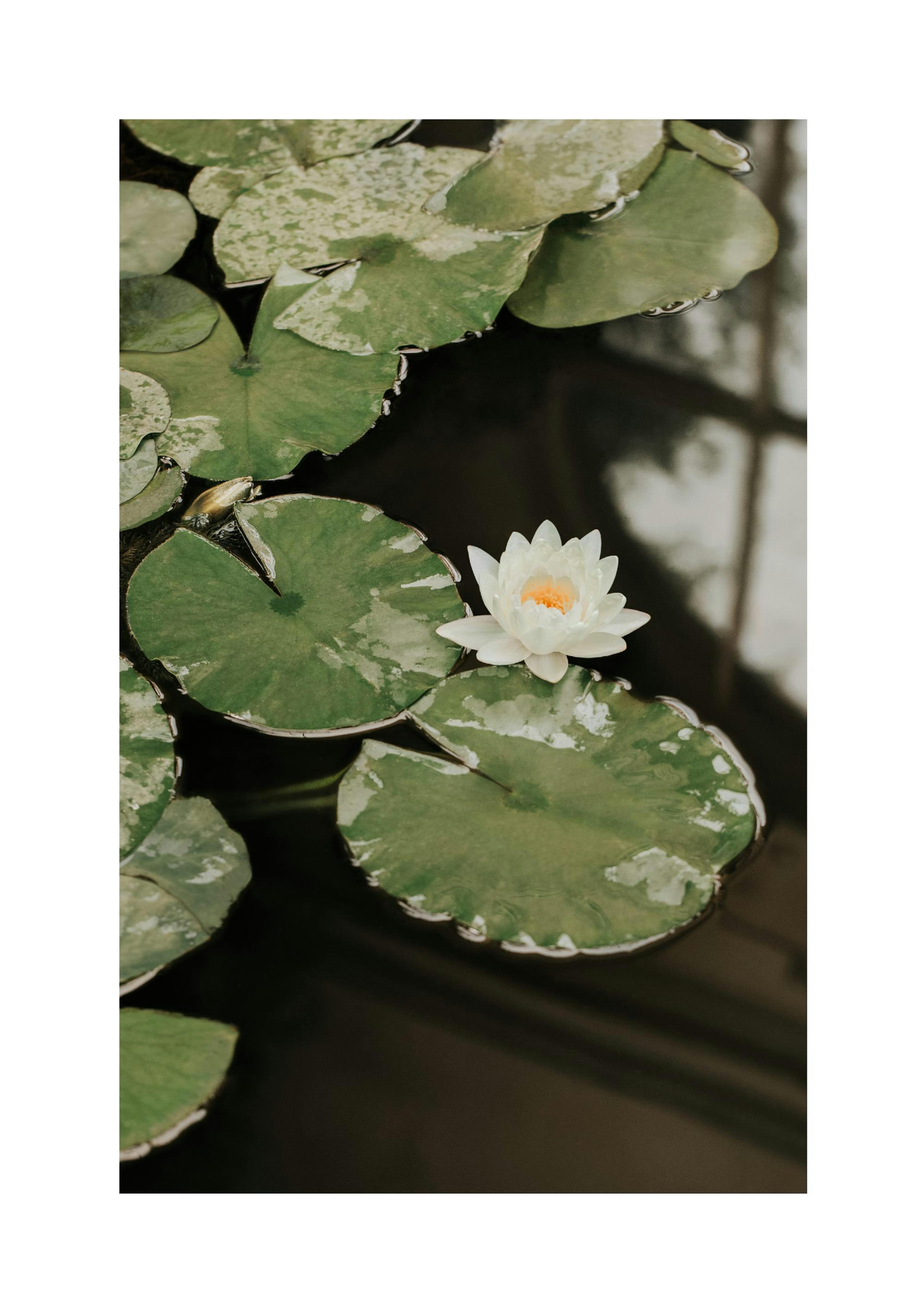 Water Lily Print
