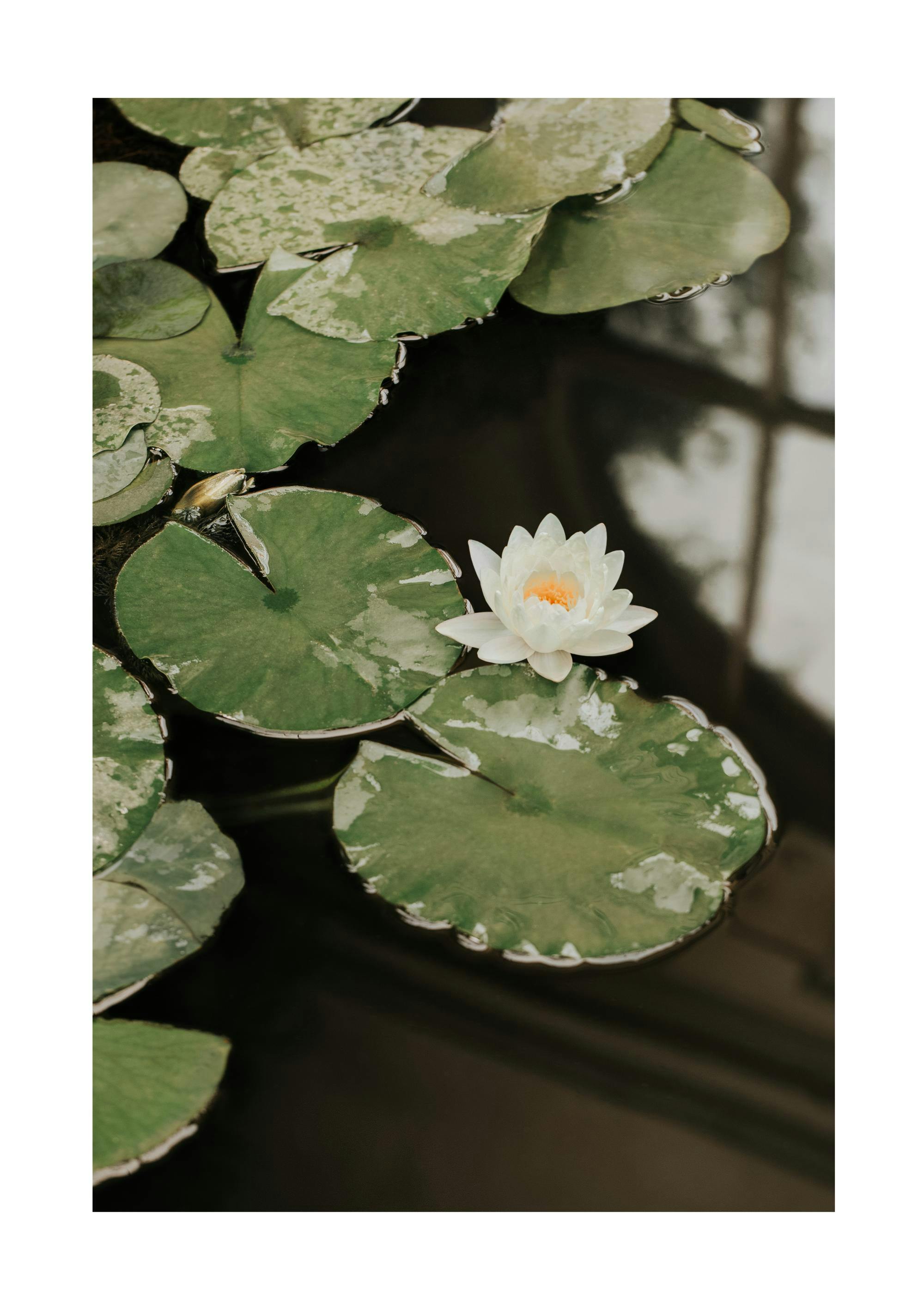 Water Lily Plagát 0