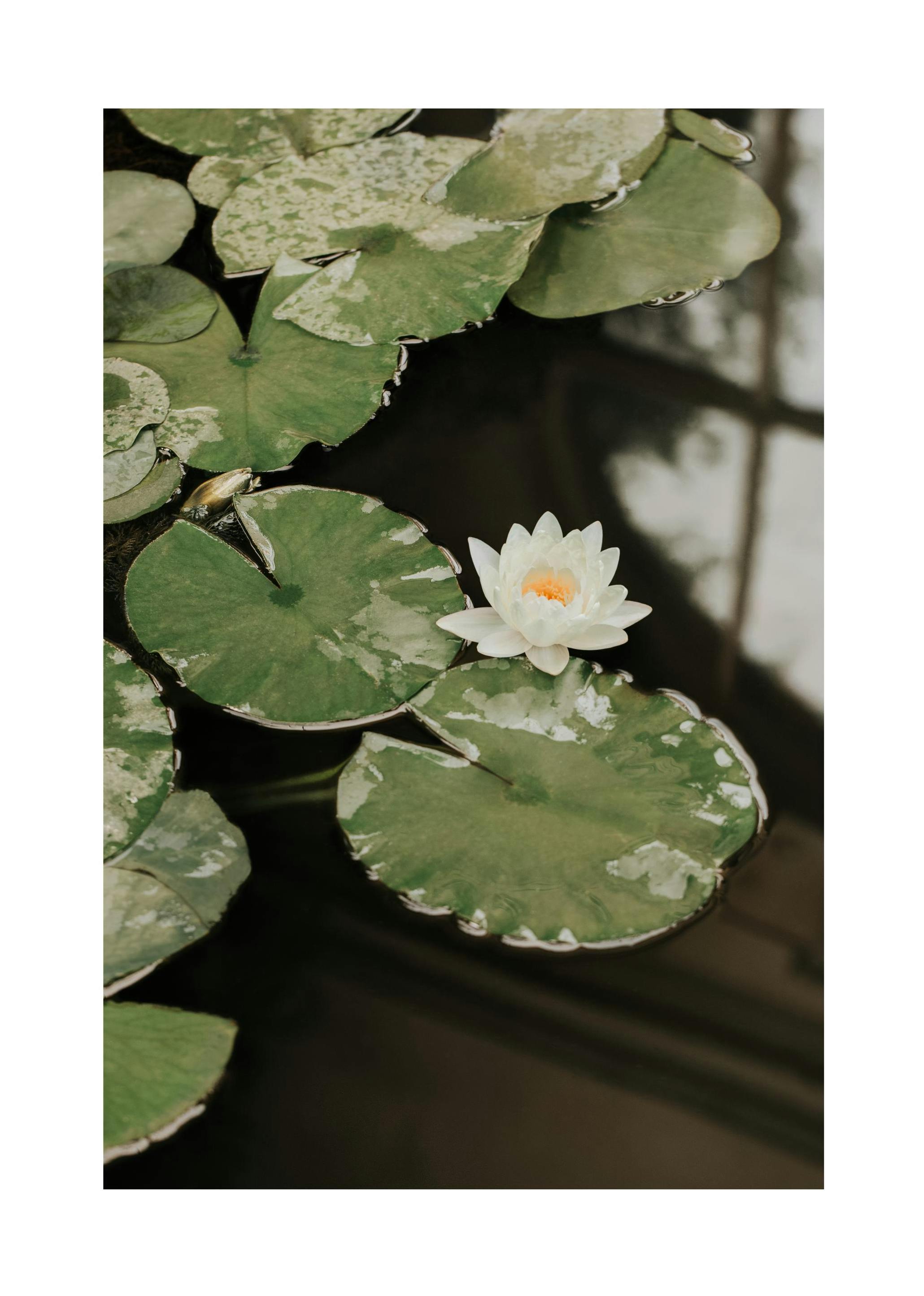 Water Lily Poster (21x30 cm) - Groene planten