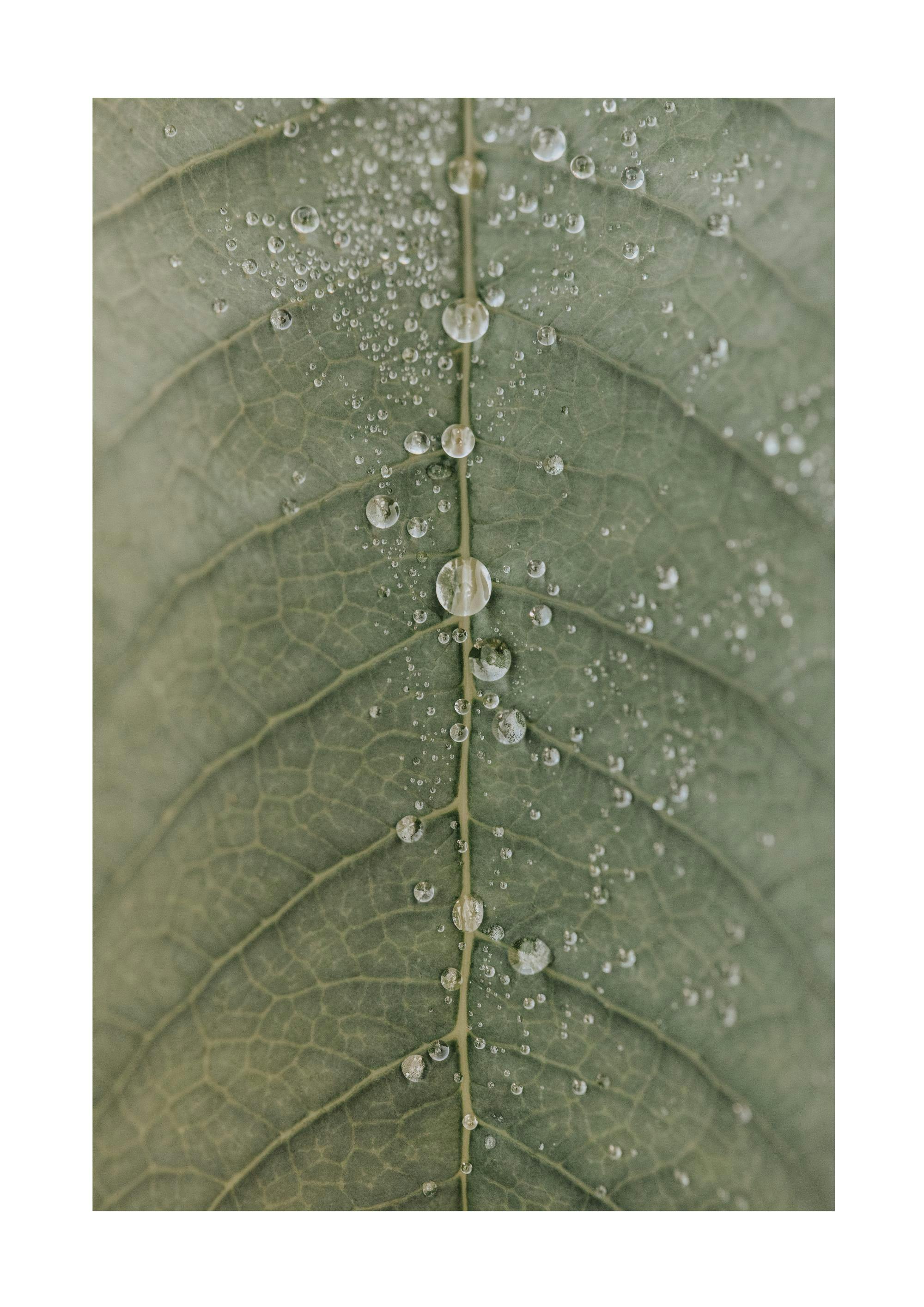 Dripping Leaf Plagát 0