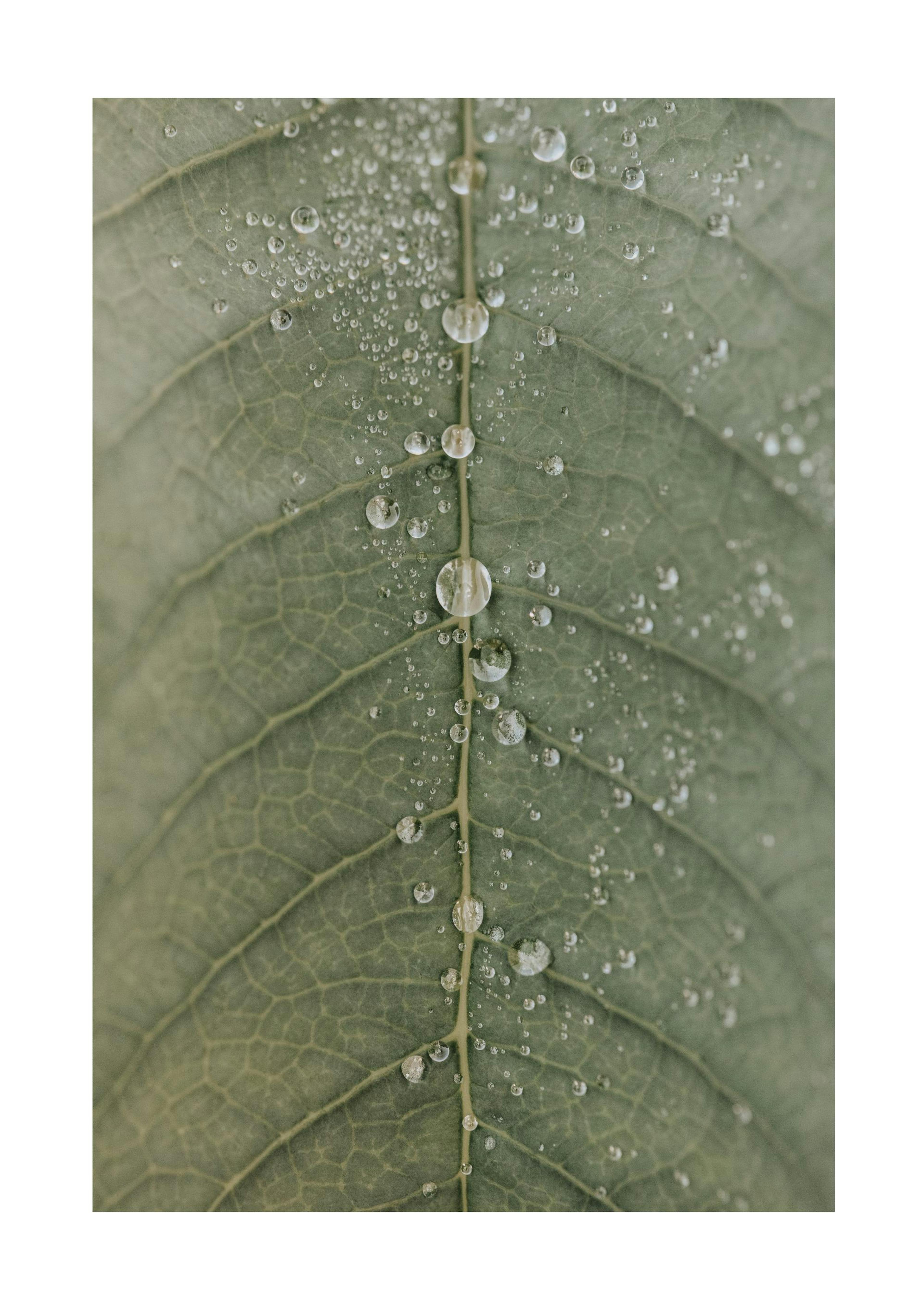 Dripping Leaf PlagÃ¡t 0