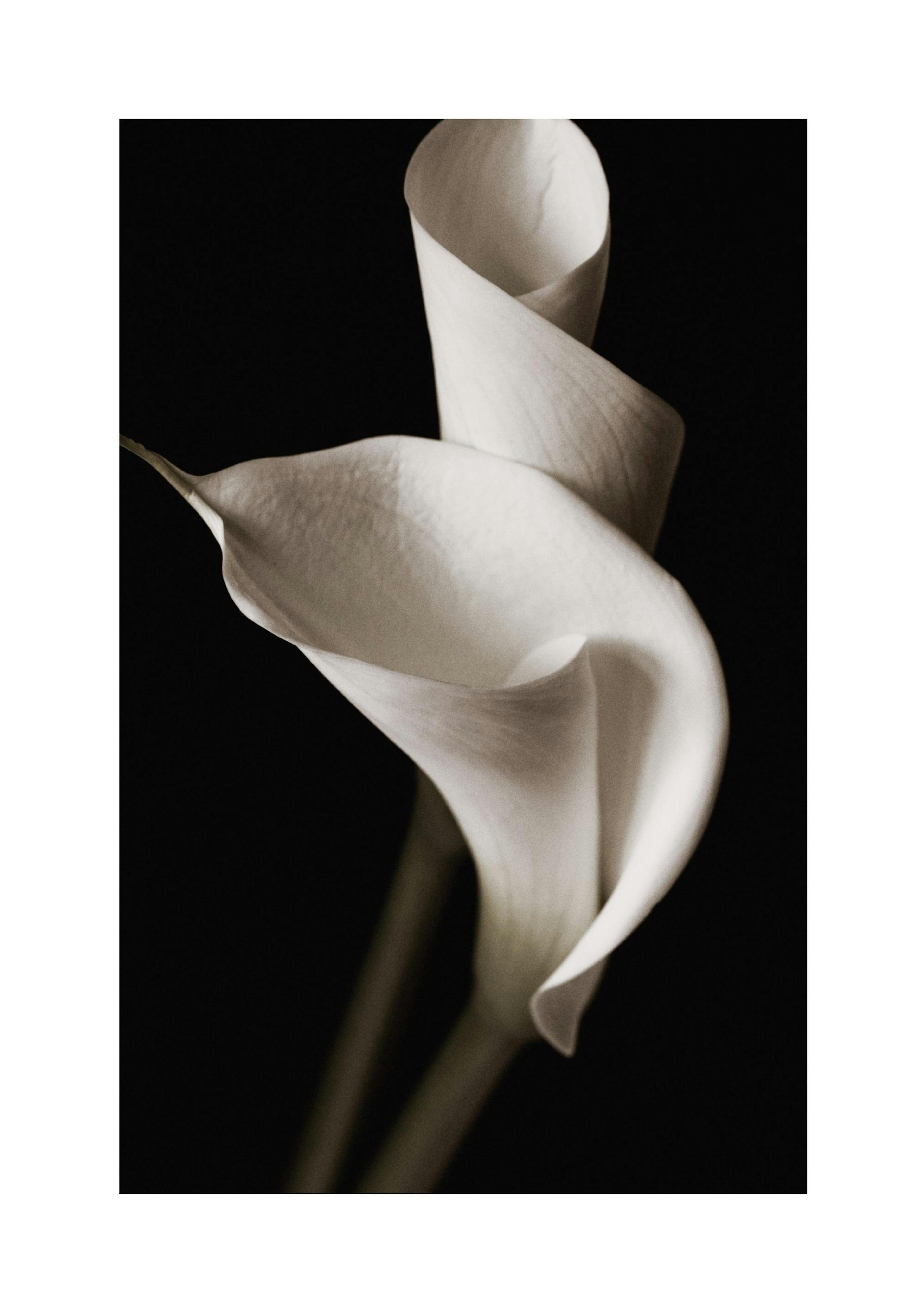 Majestic Lily Print