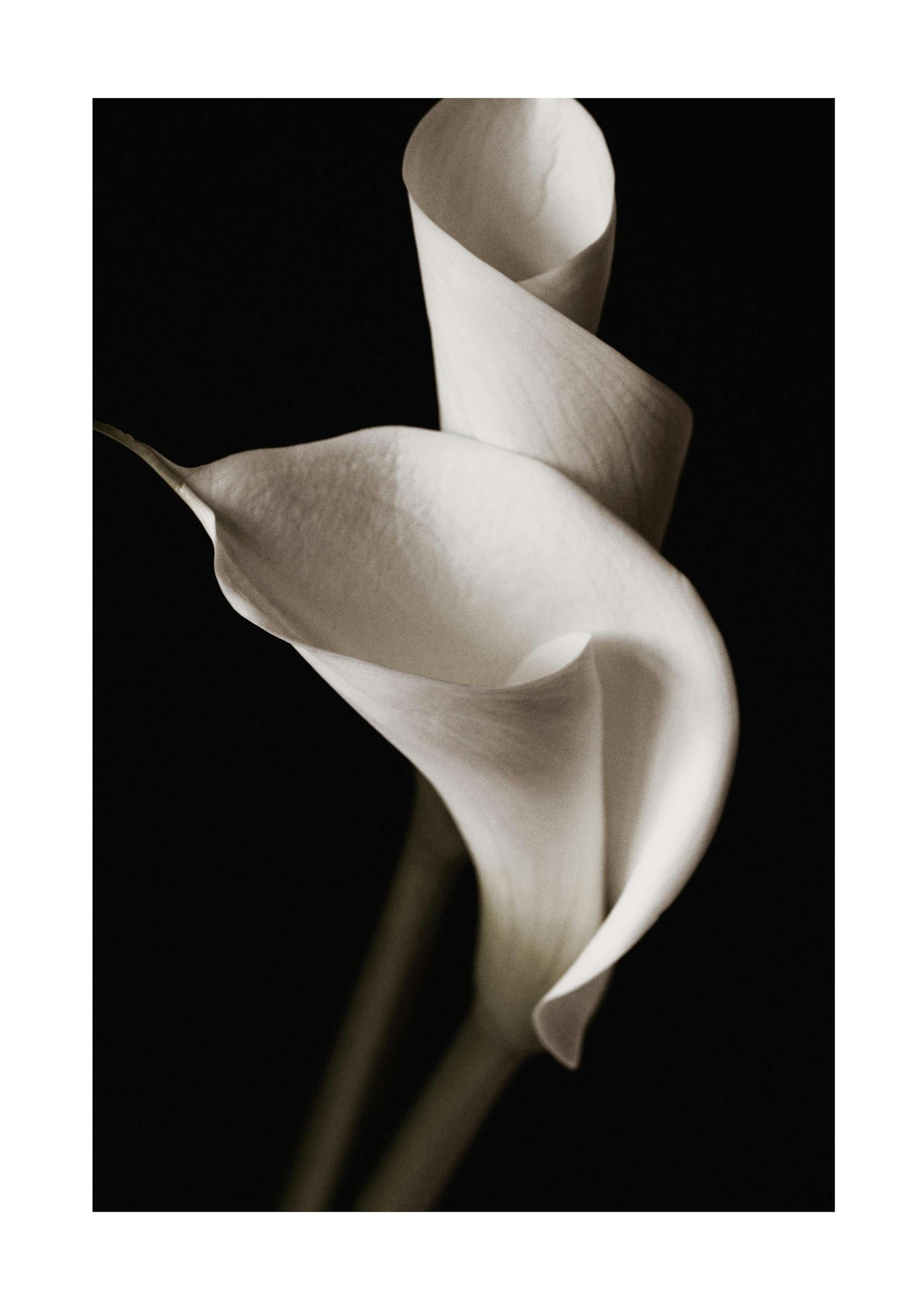 Majestic Lily Poster 0