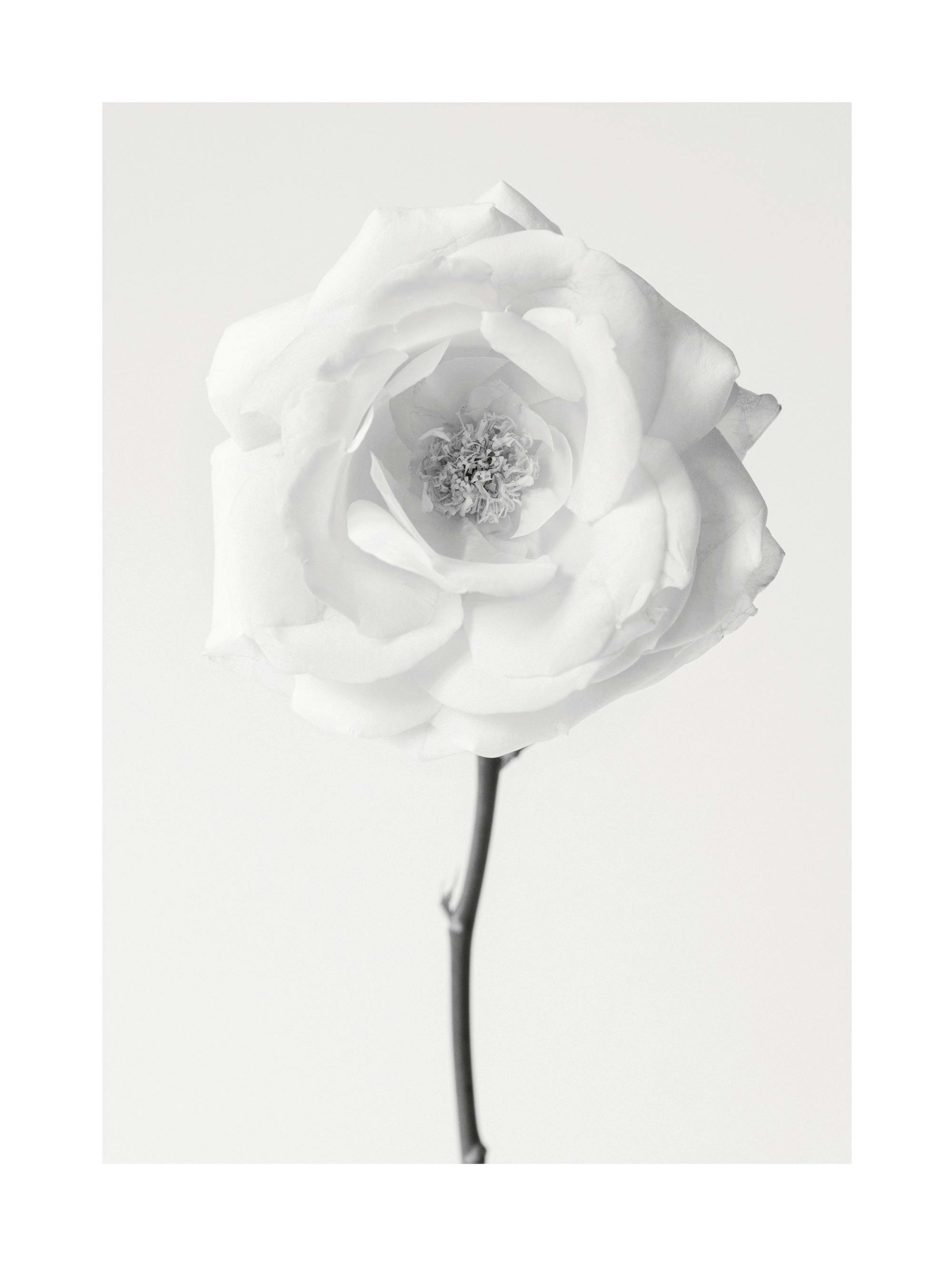Still Life Rose No1 Print 0
