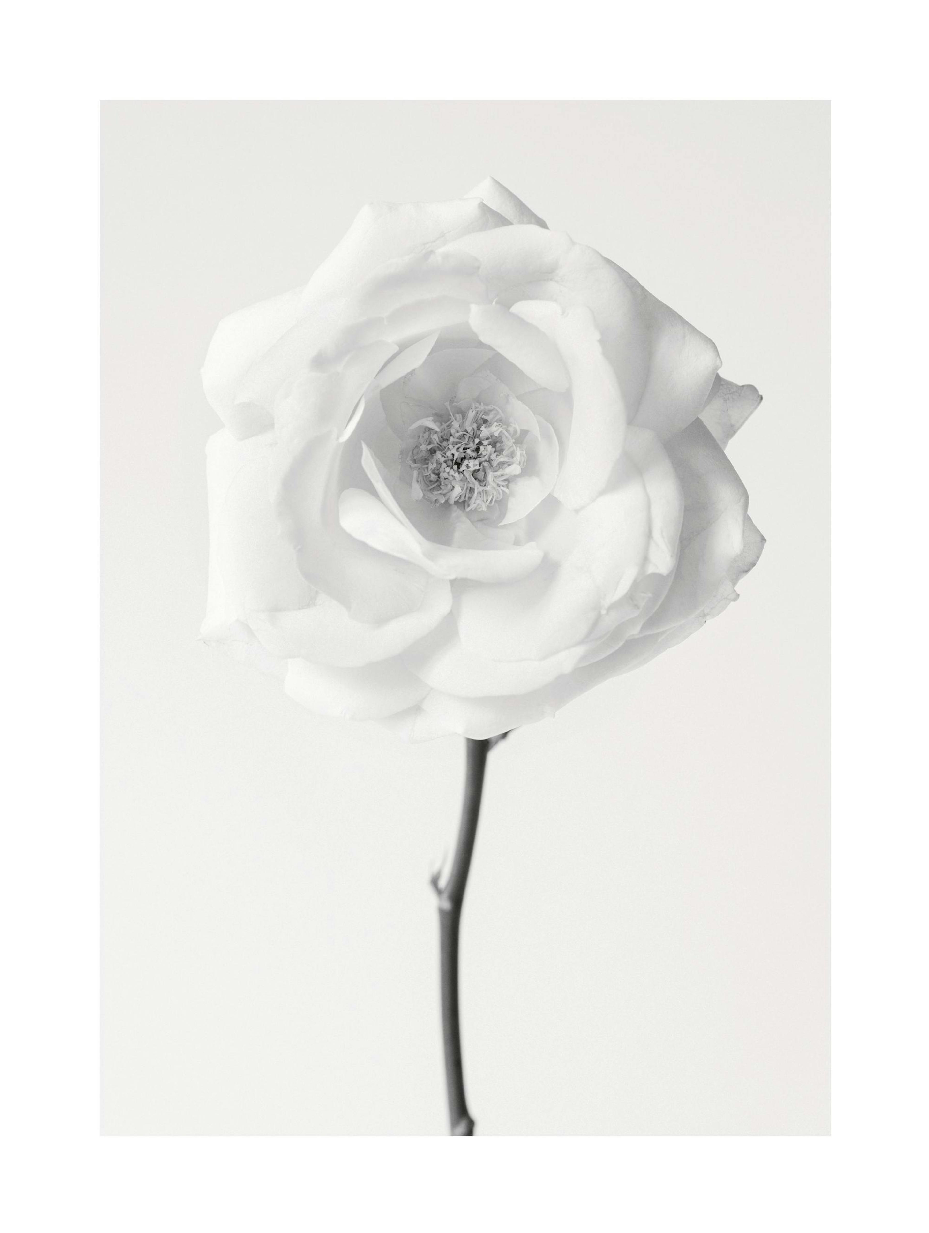 Still Life Rose No1 Print 0