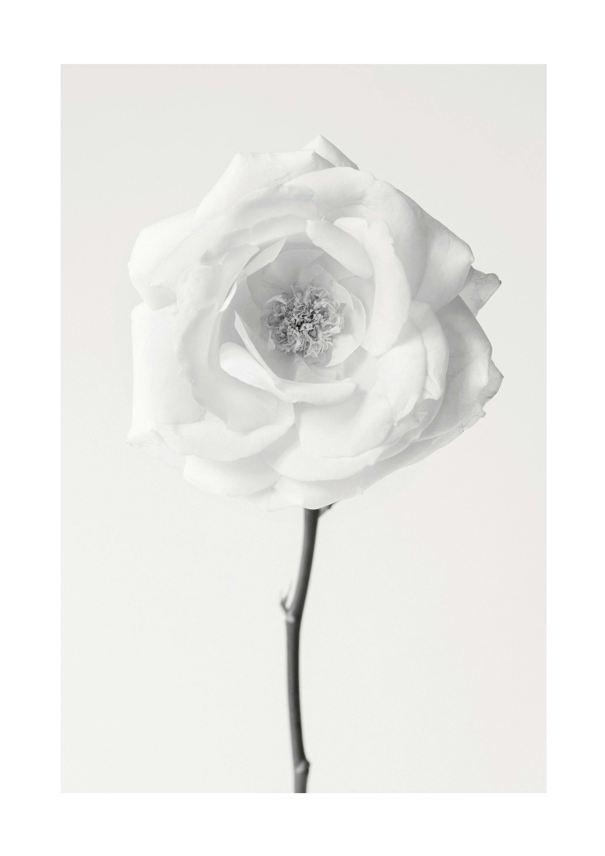 Still Life Rose No1 Print 0