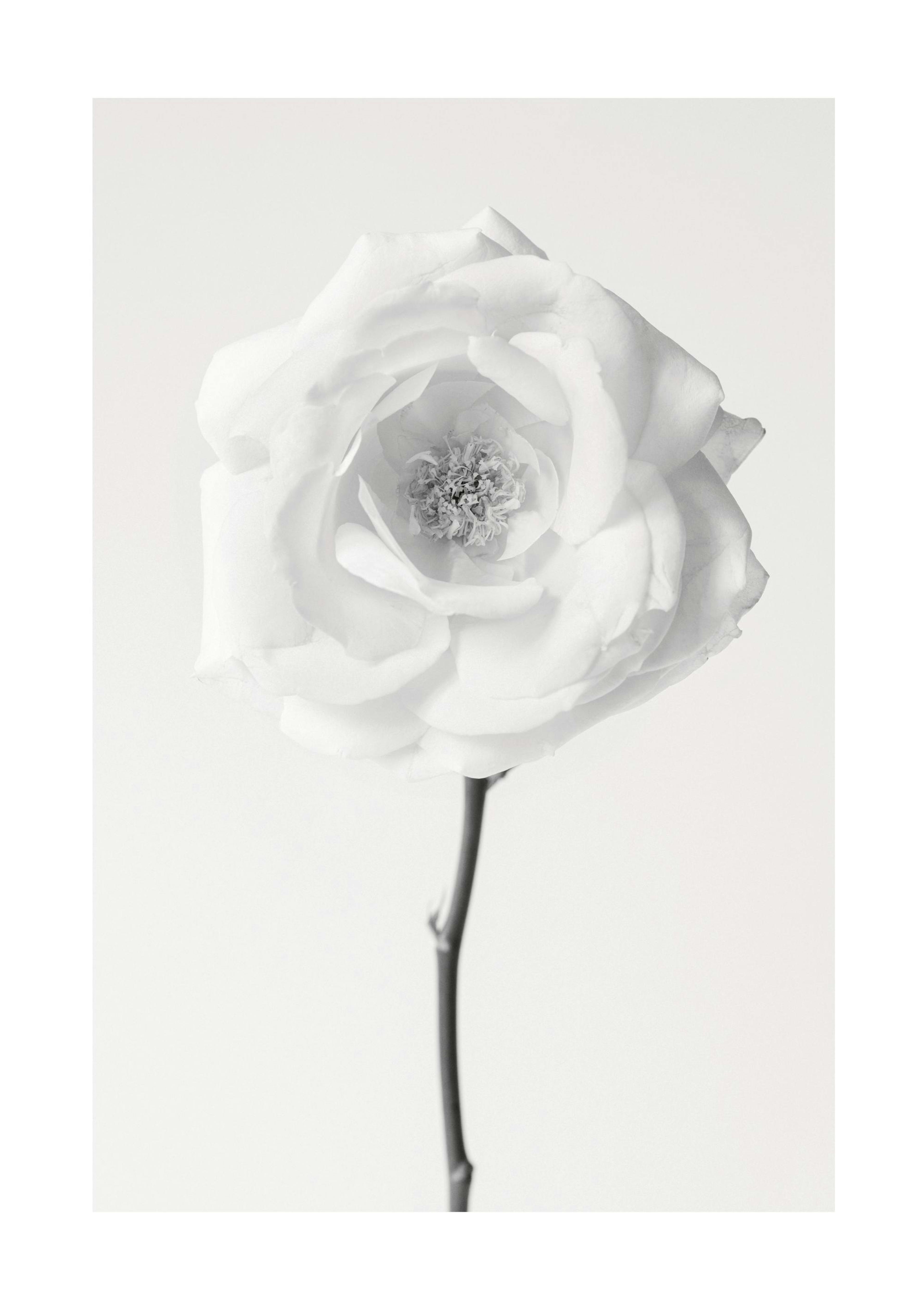 Still Life Rose No1 Plakát 0