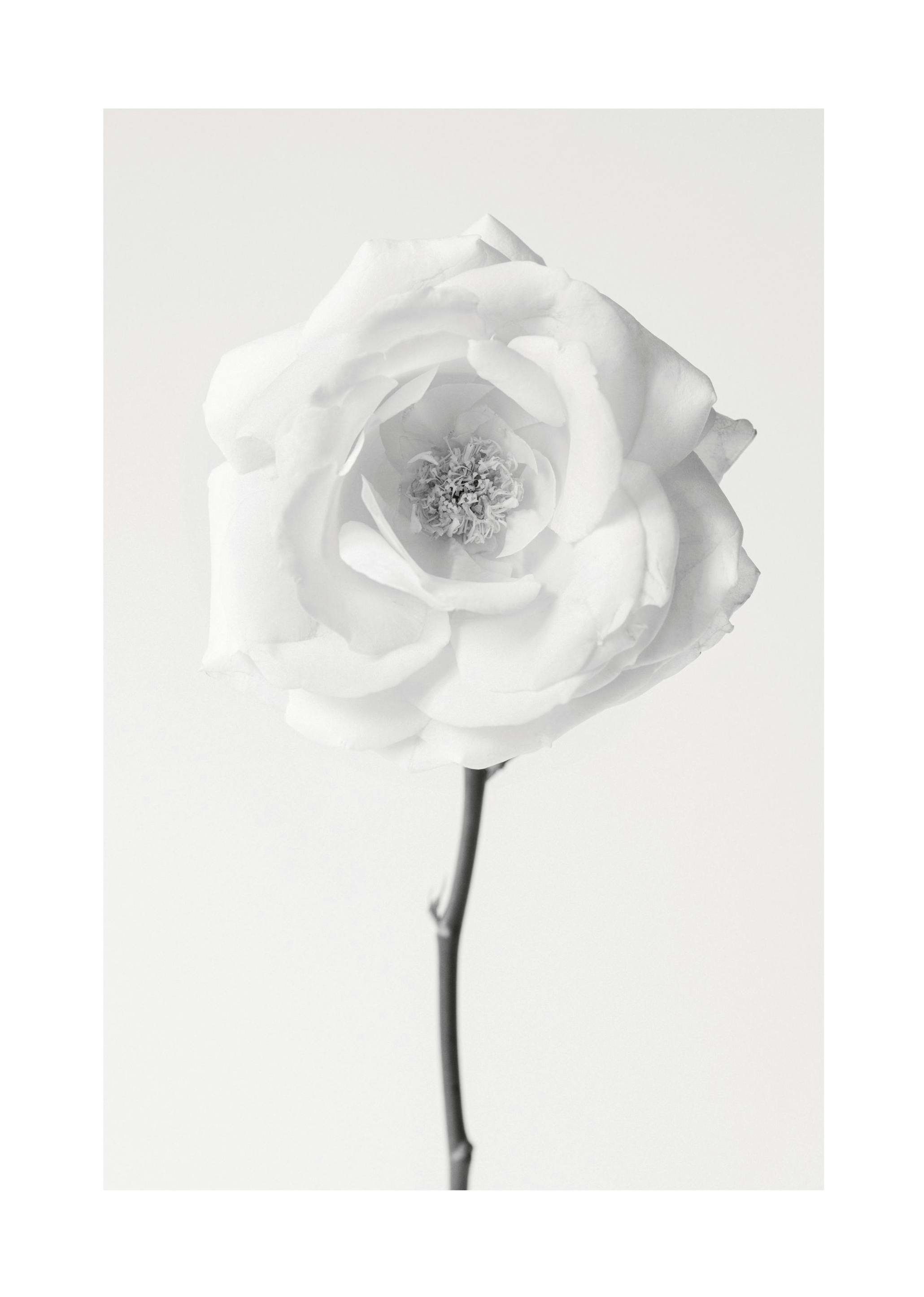 Still Life Rose No1 Poster (50x70 cm) - Botanische posters