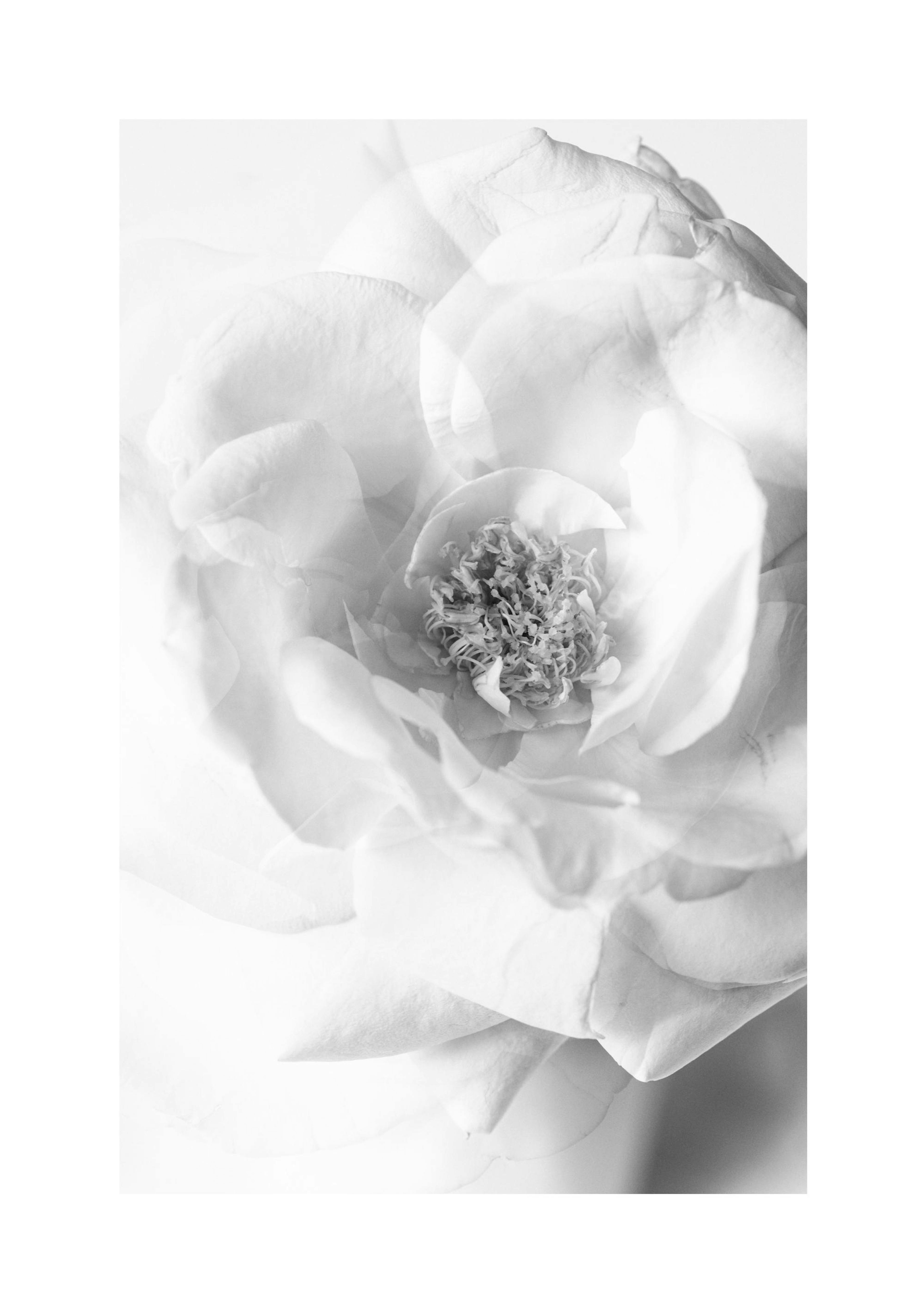 Still Life Rose No2 포스터