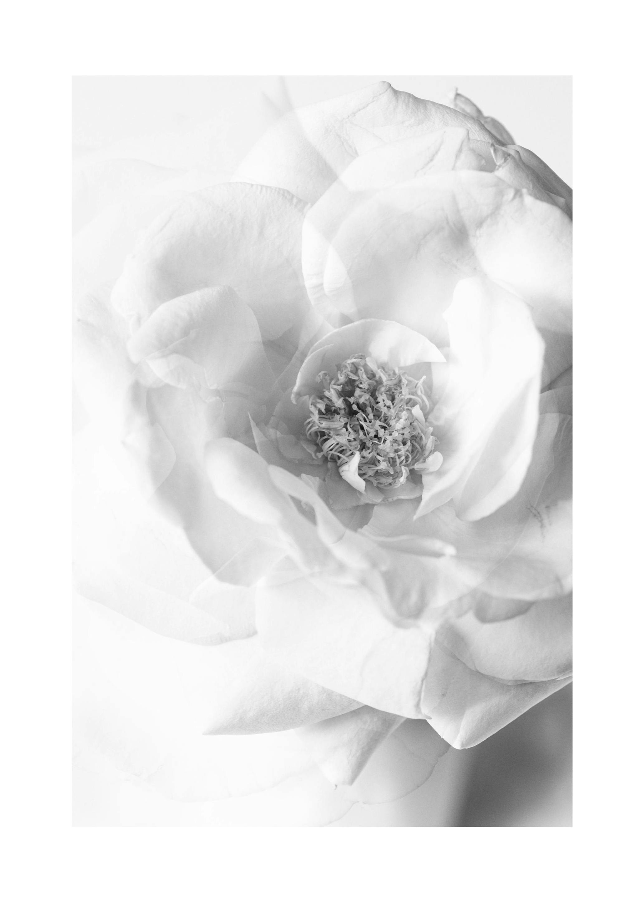 Still Life Rose No2 Poster (30x40 cm) - Botanische posters