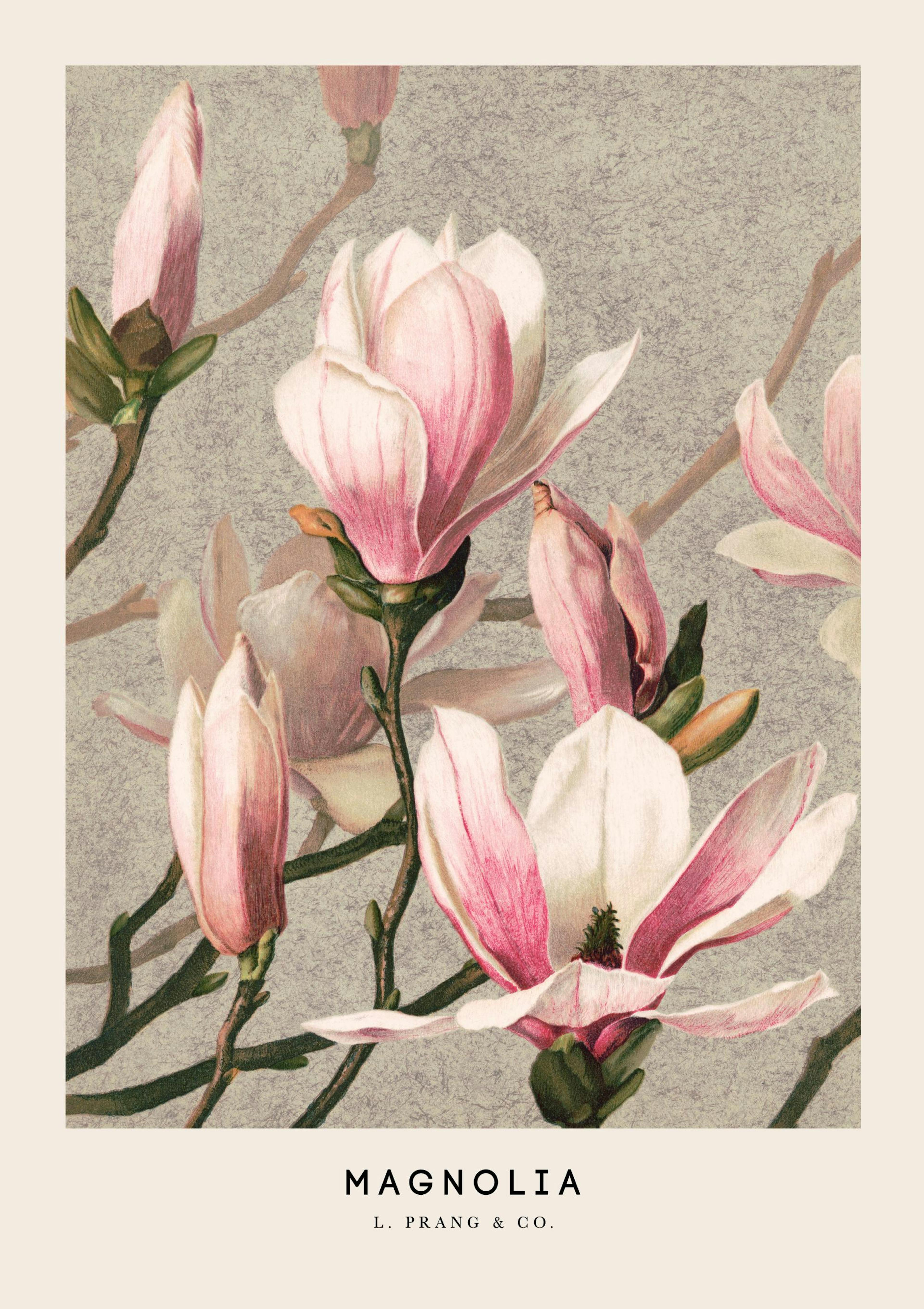 L. Prang & Co. - Magnolia Poster
