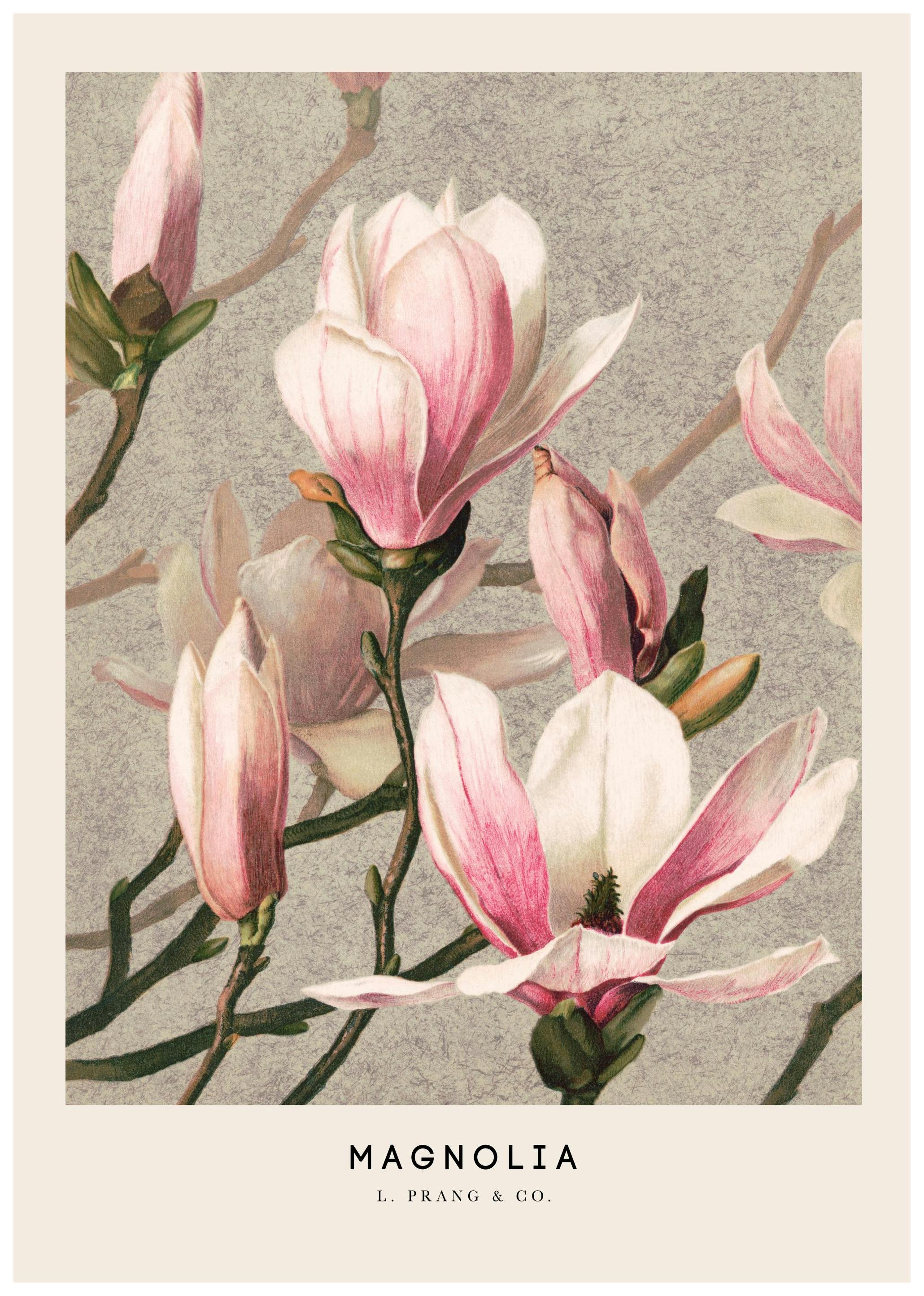 L. Prang & Co. - Magnolia Plakat (50x70 cm) - Plakater > Malerier fra kjente kunstnere