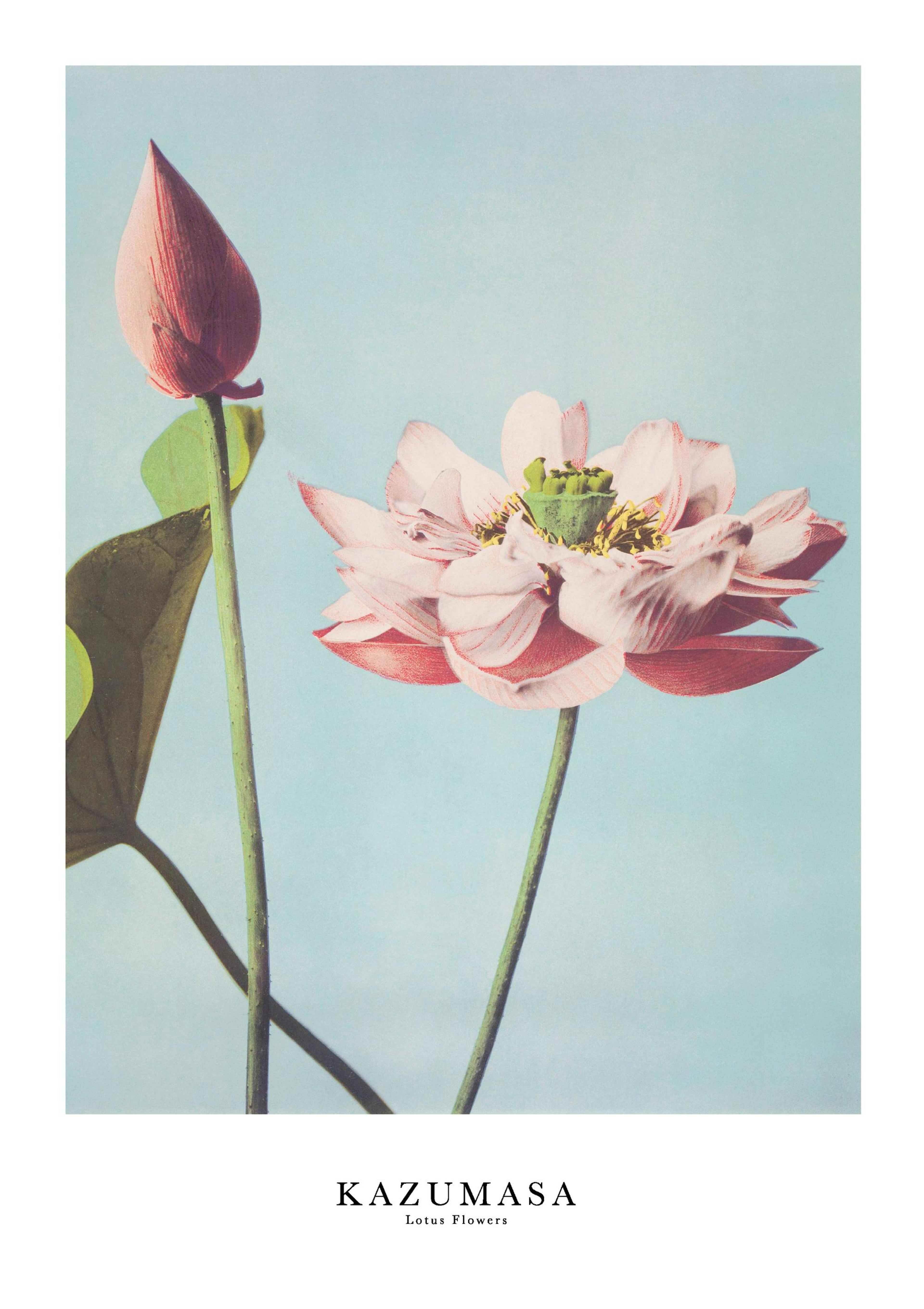 Ogawa Kazumasa - Lotus Flowers Poster