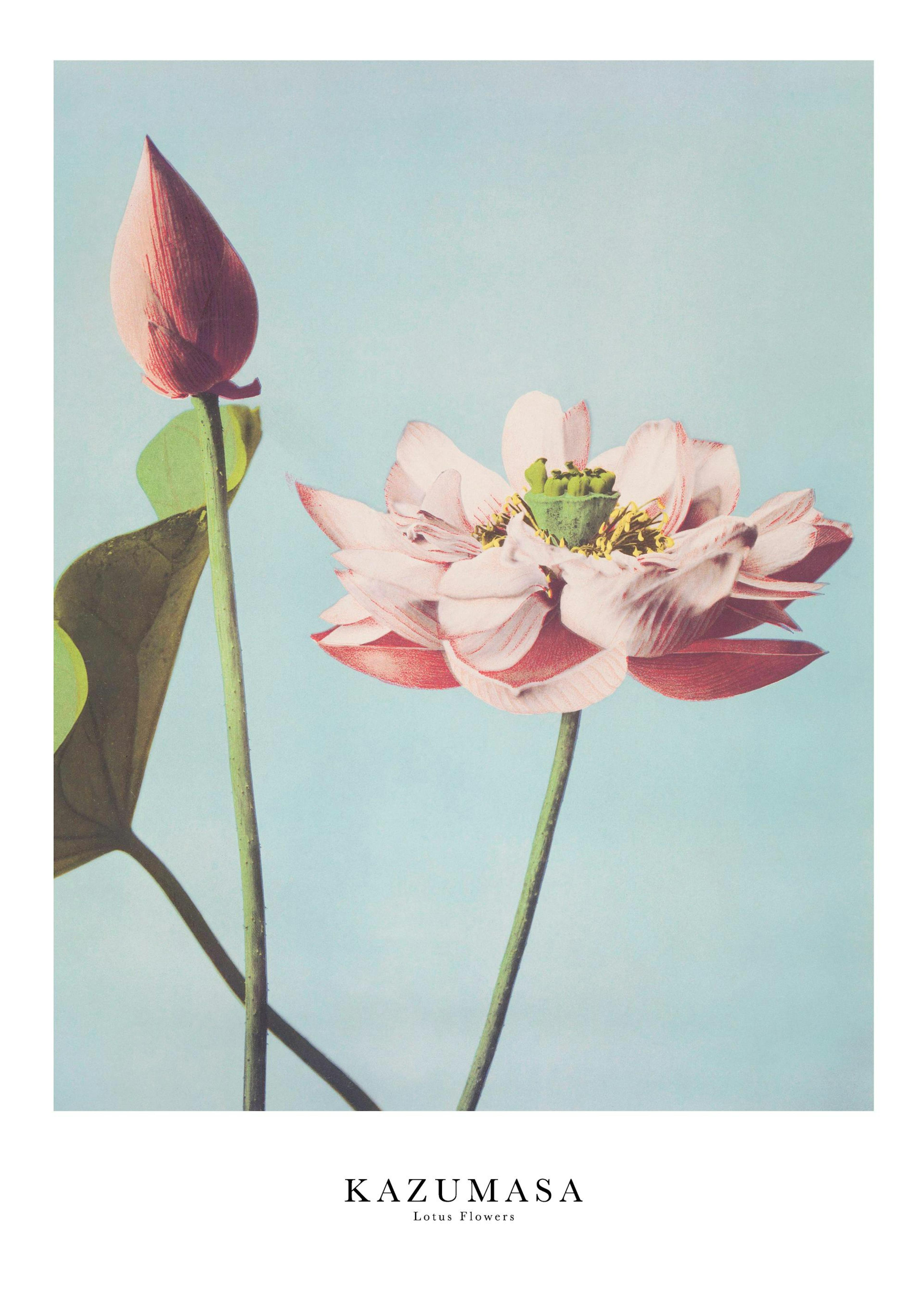 Ogawa Kazumasa - Lotus Flowers 포스터 0