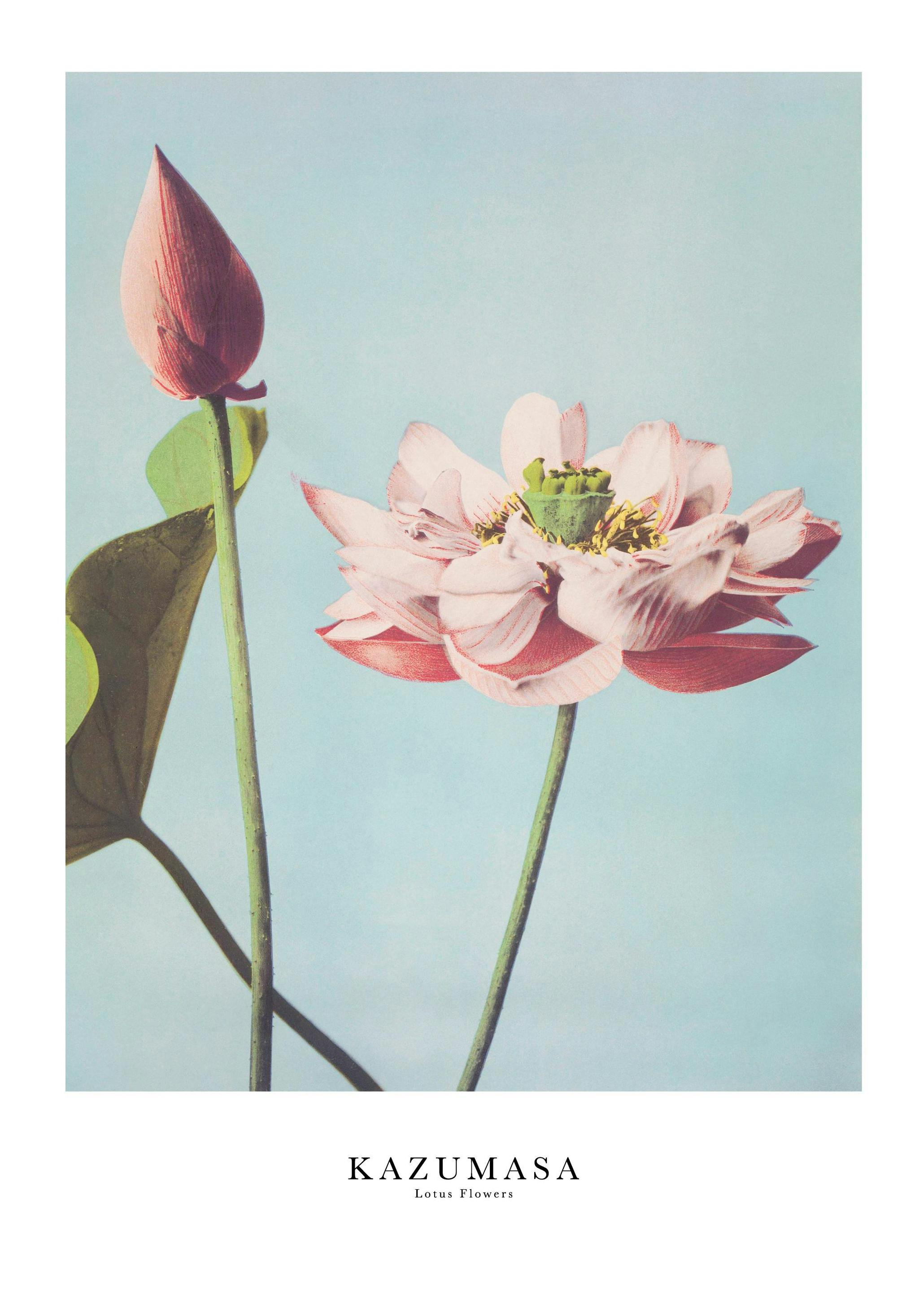Prints - Ogawa Kazumasa - Lotus Flowers Print (30x40 cm) - Paintings by famous painters