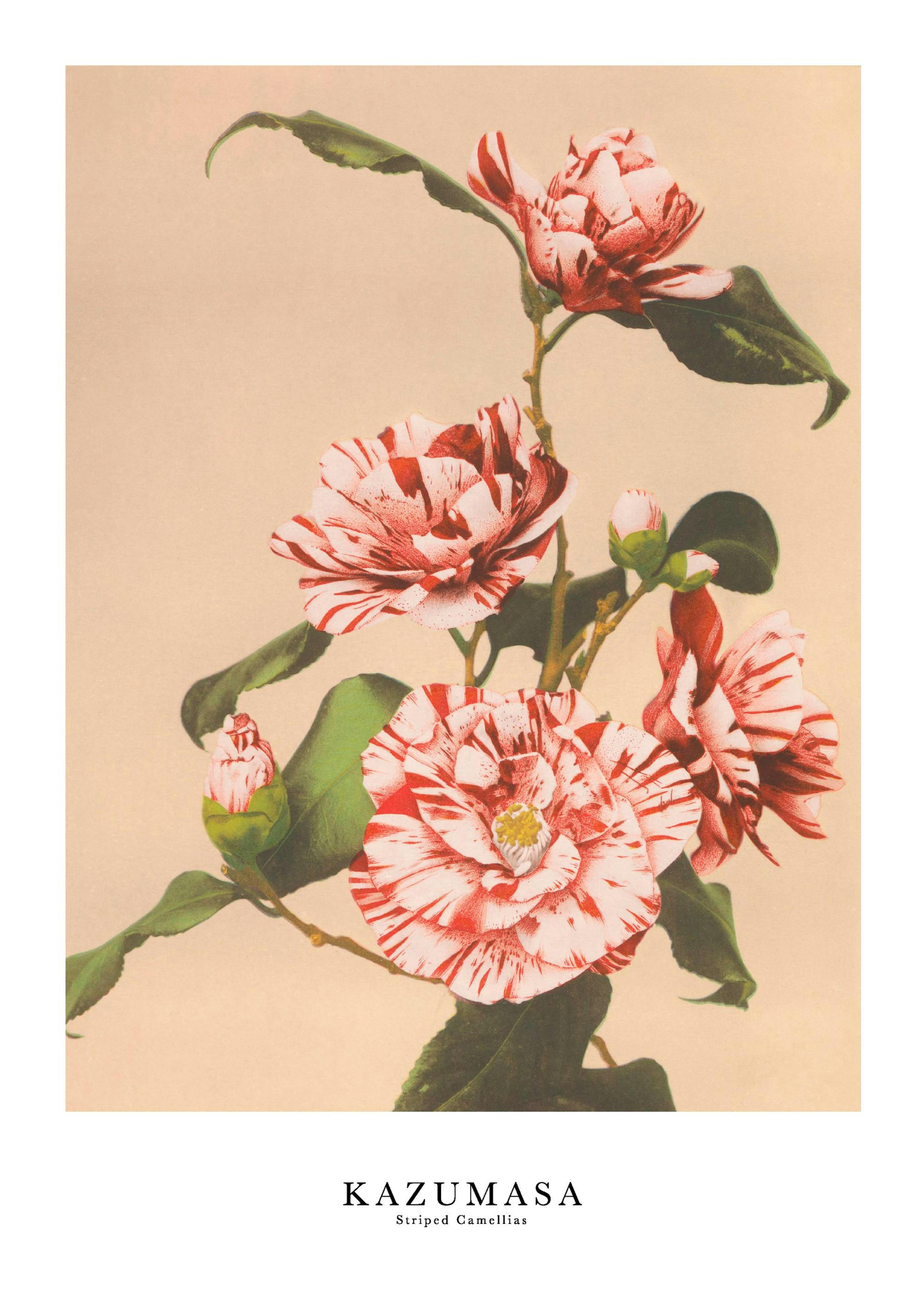 Ogawa Kazumasa - Striped Camellias Print