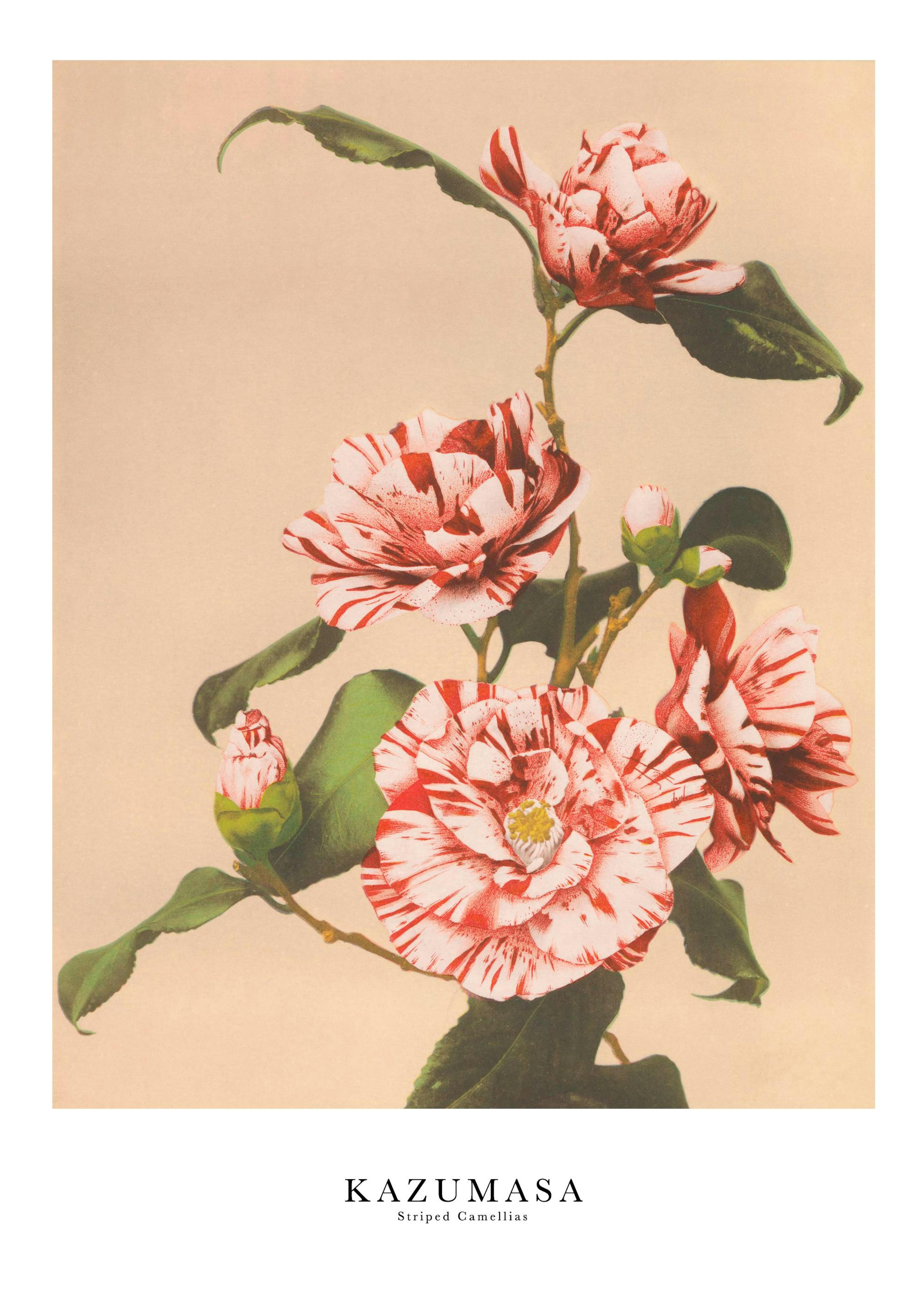 Ogawa Kazumasa - Striped Camellias Plakat 0