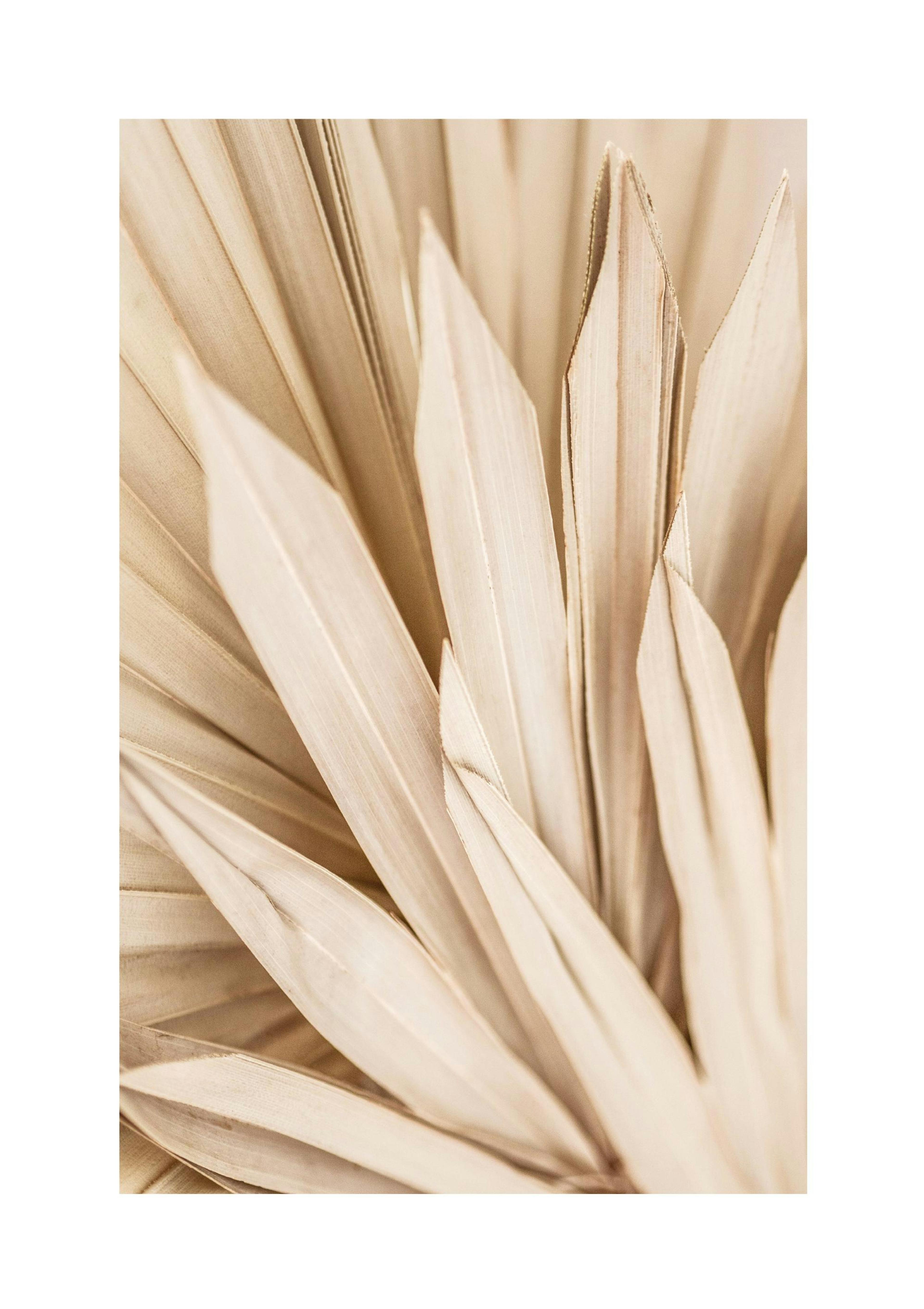 Dried Palm Leaves Poster
