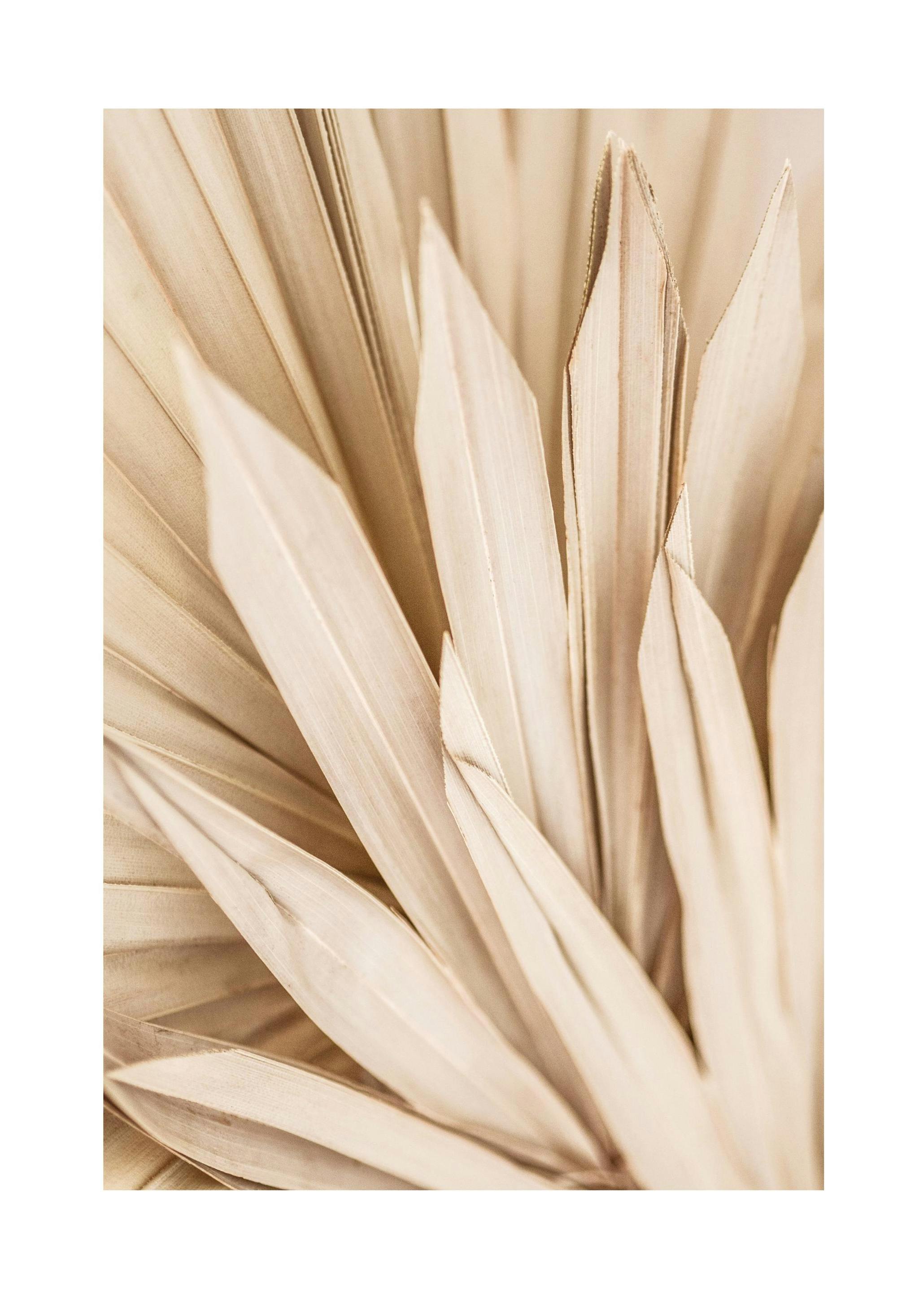 Dried Palm Leaves Poster (50x70 cm)