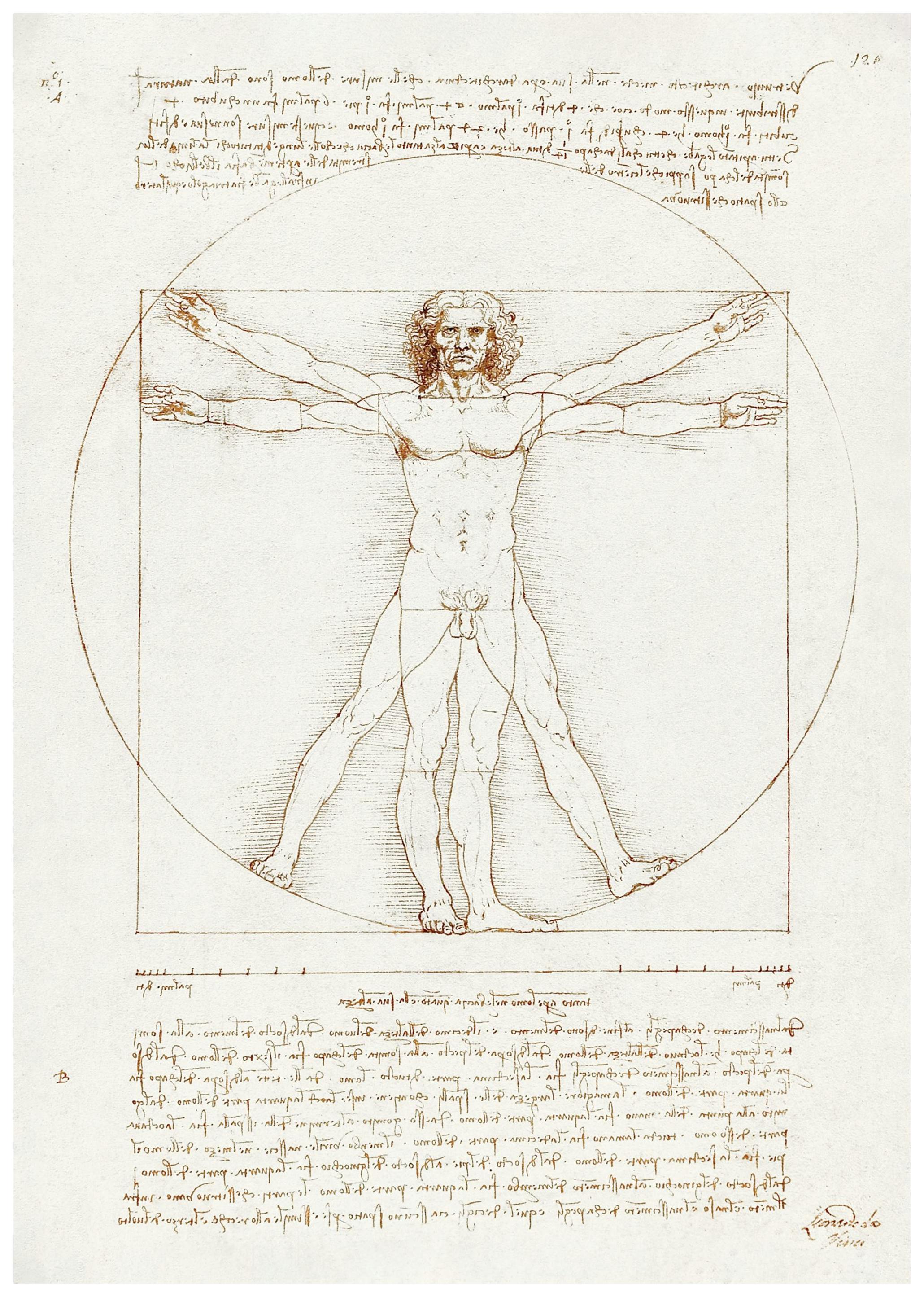 Prints - Leonardo Da Vinci - Vitruvian Man Print (50x70 cm) - Paintings by famous painters