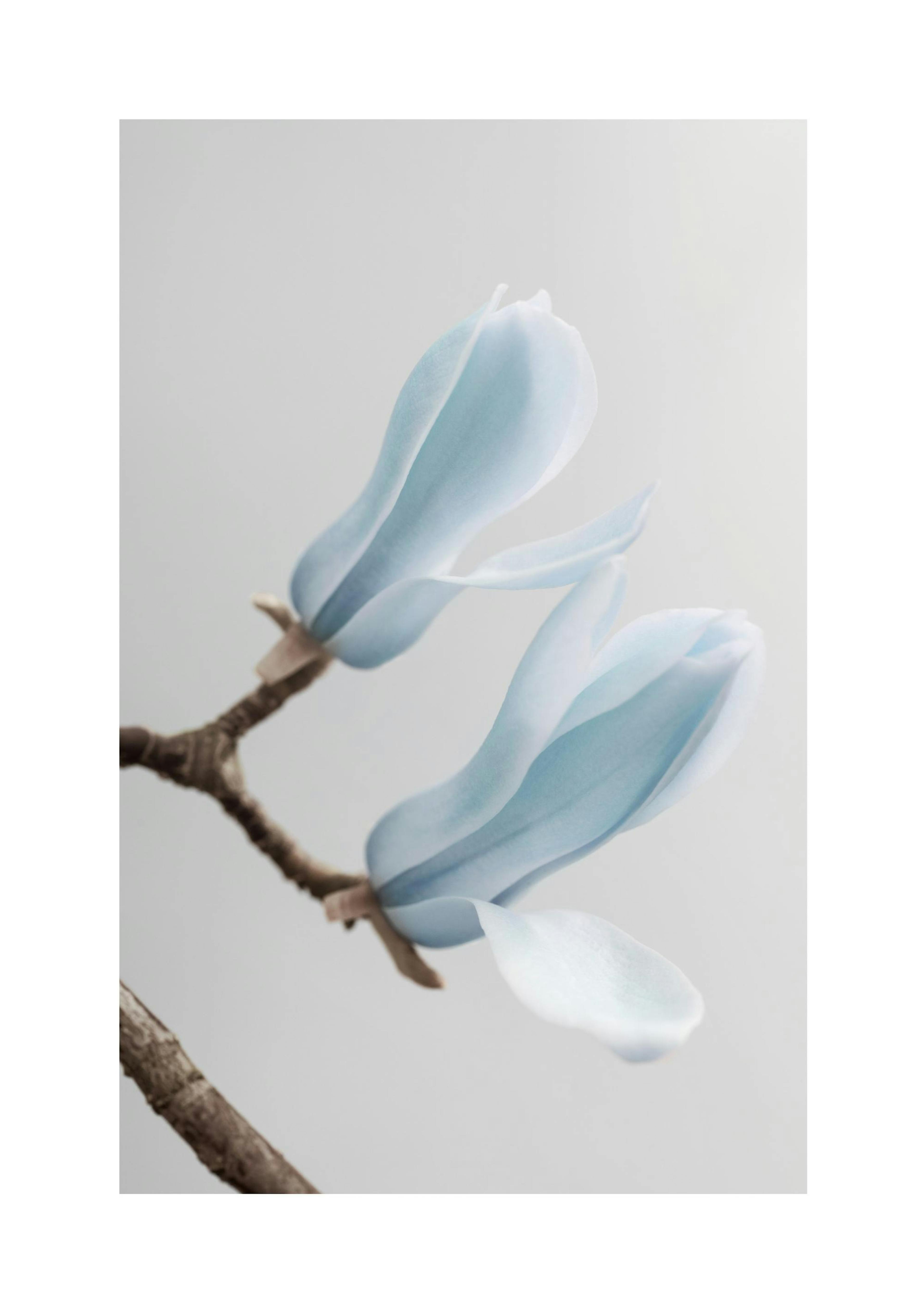Blue Magnolia Poster