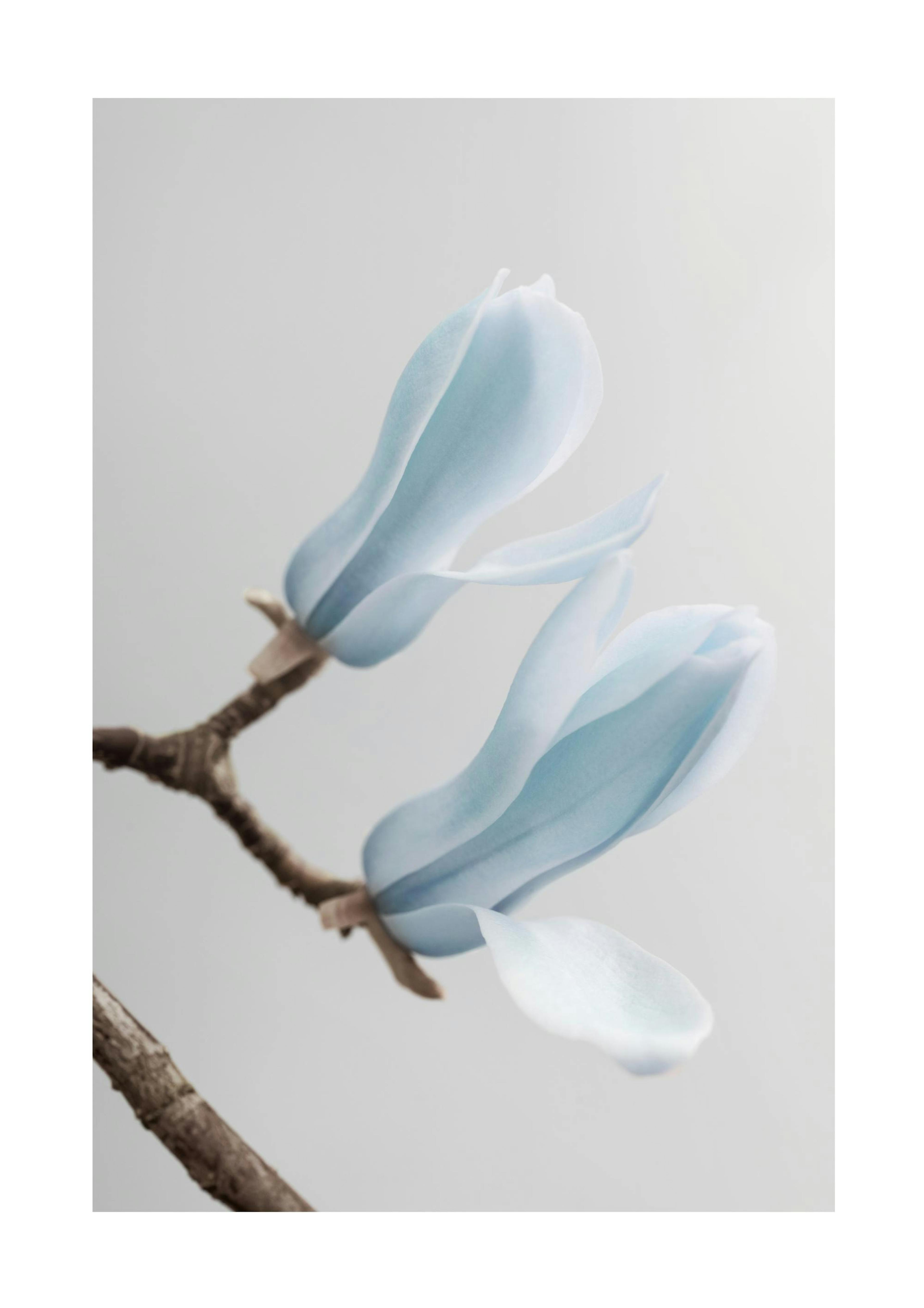 Blue Magnolia Poster 0