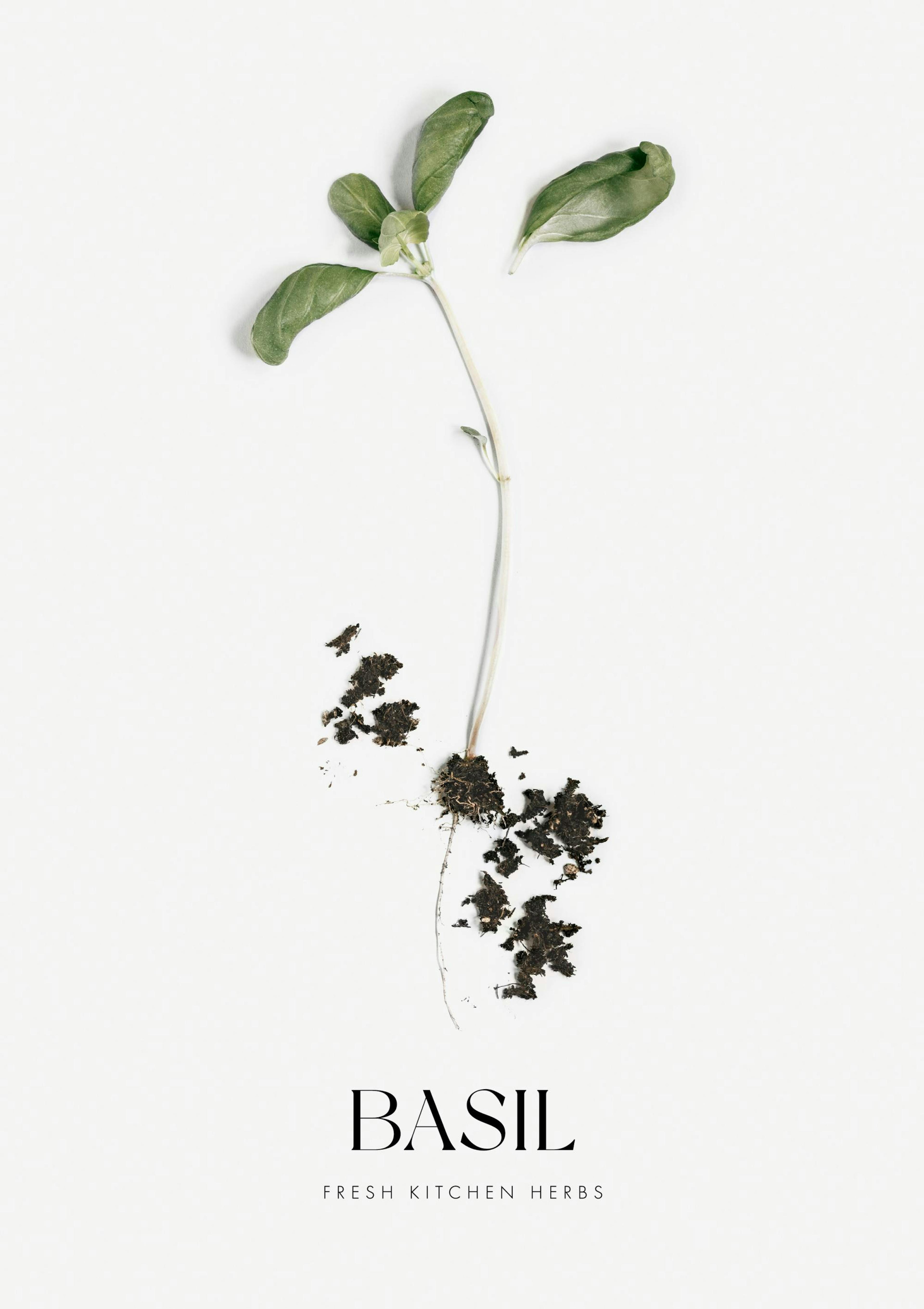 Basil
