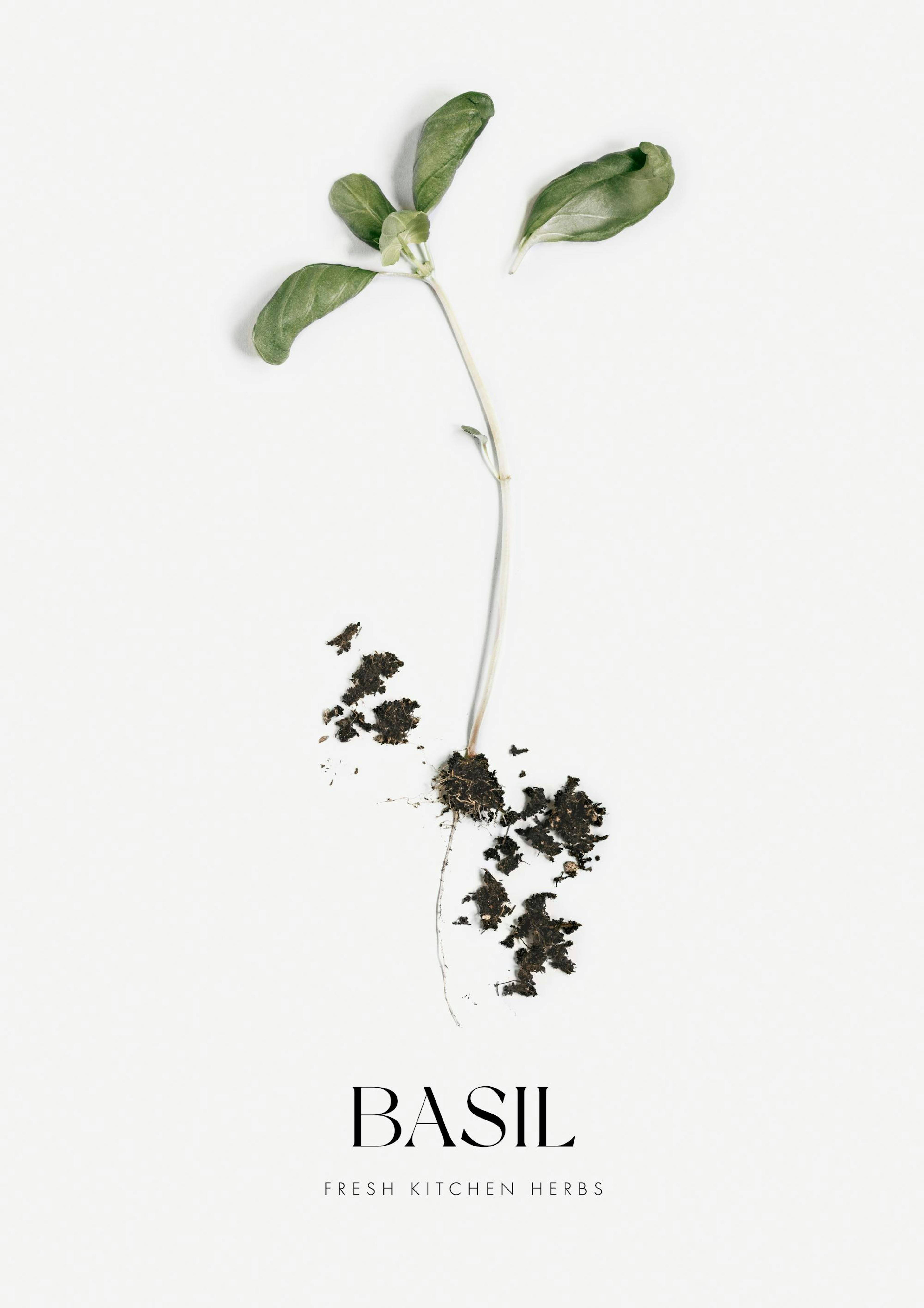 Basil 0