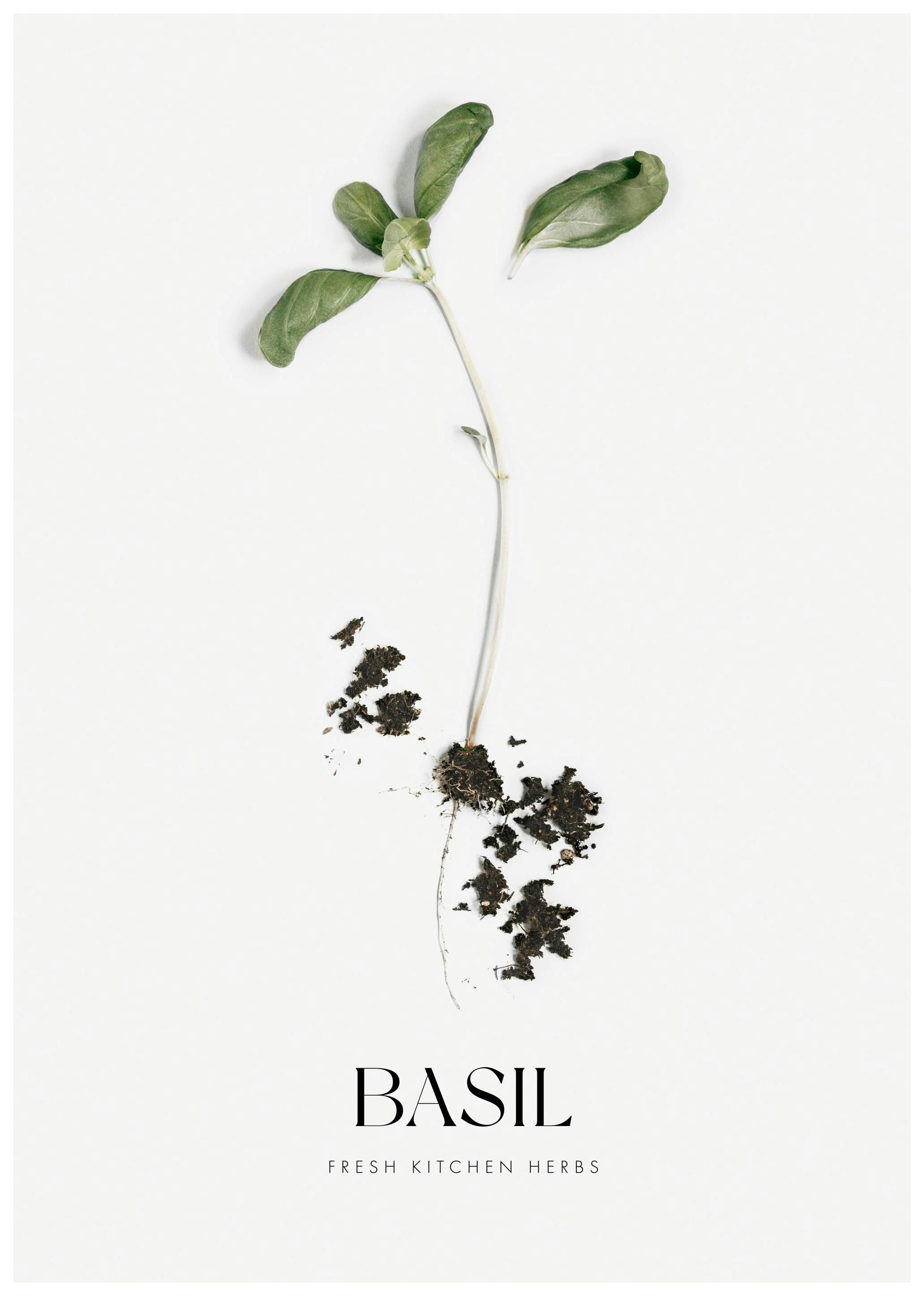 Basil (21x30 cm)- Jedzenie