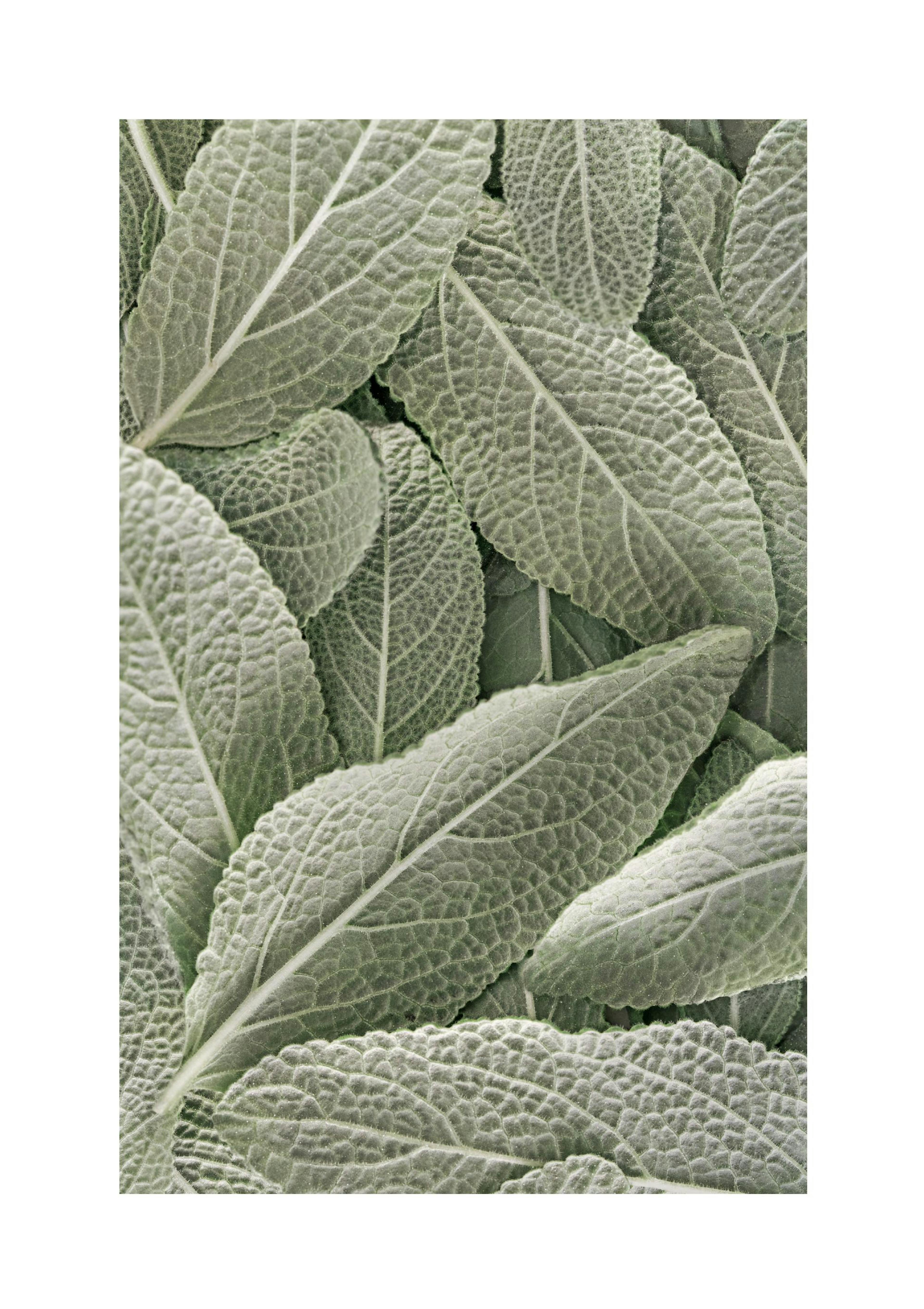Sage Print