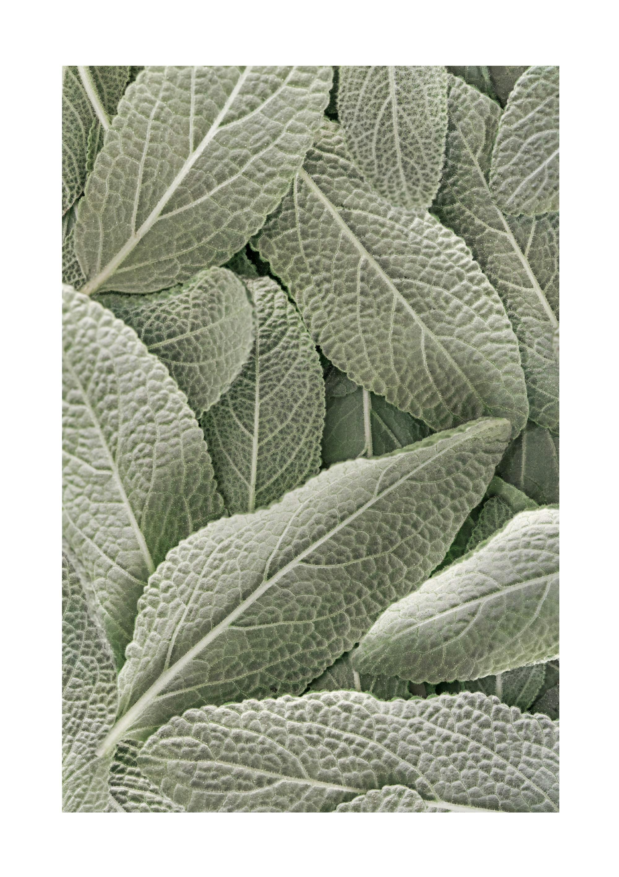 Sage Poster 0