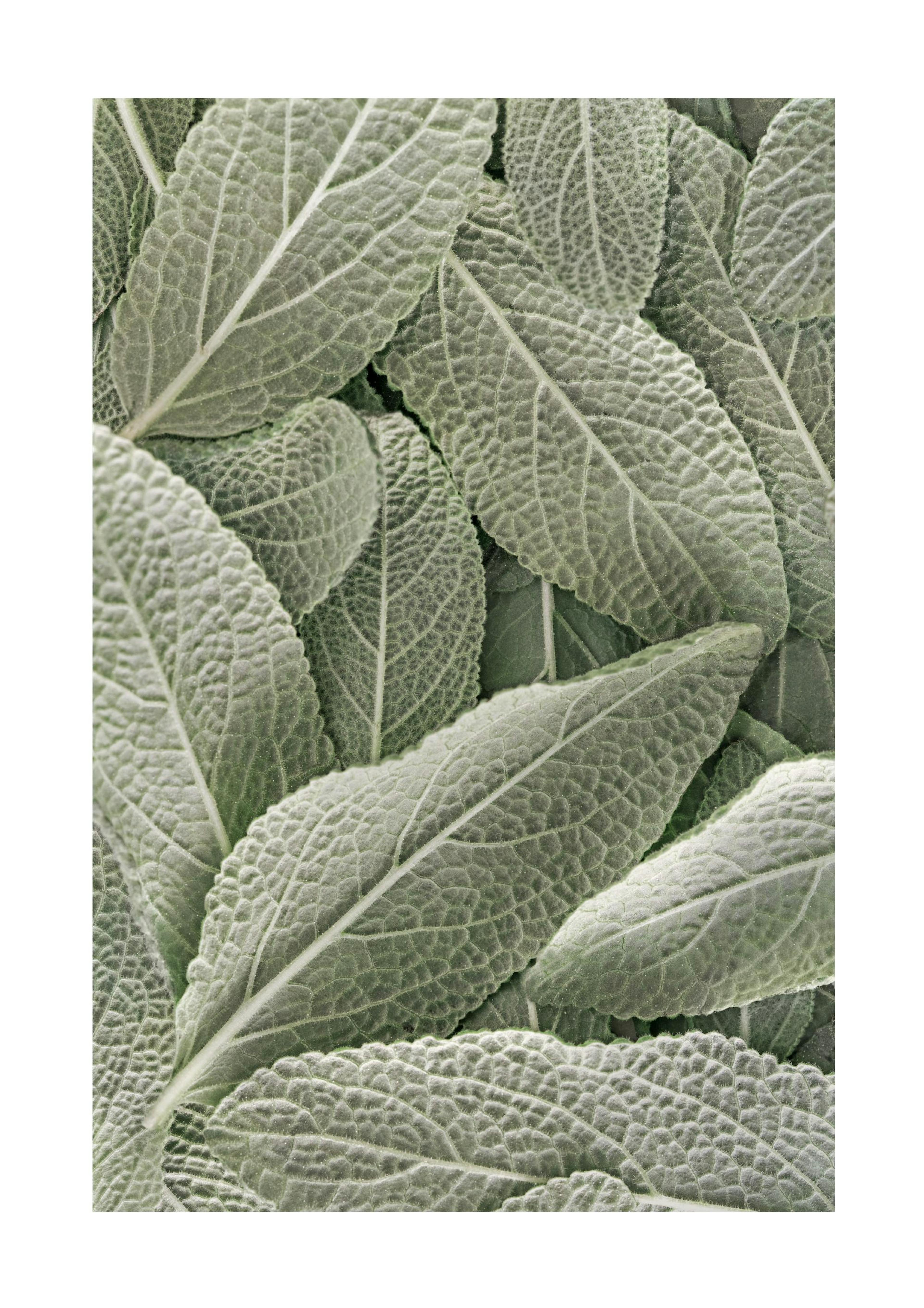 Sage Print 0