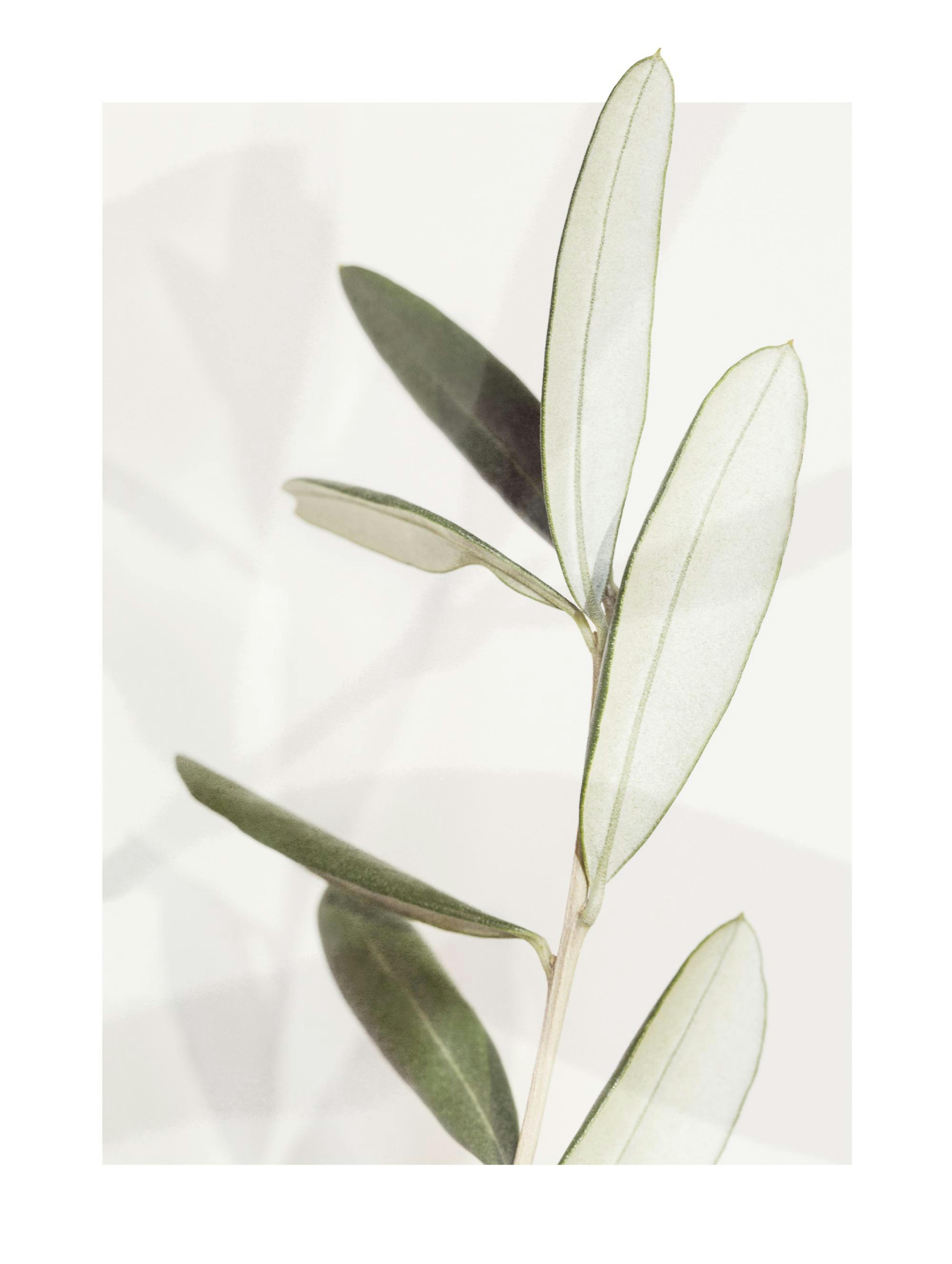 Olive Poster 0