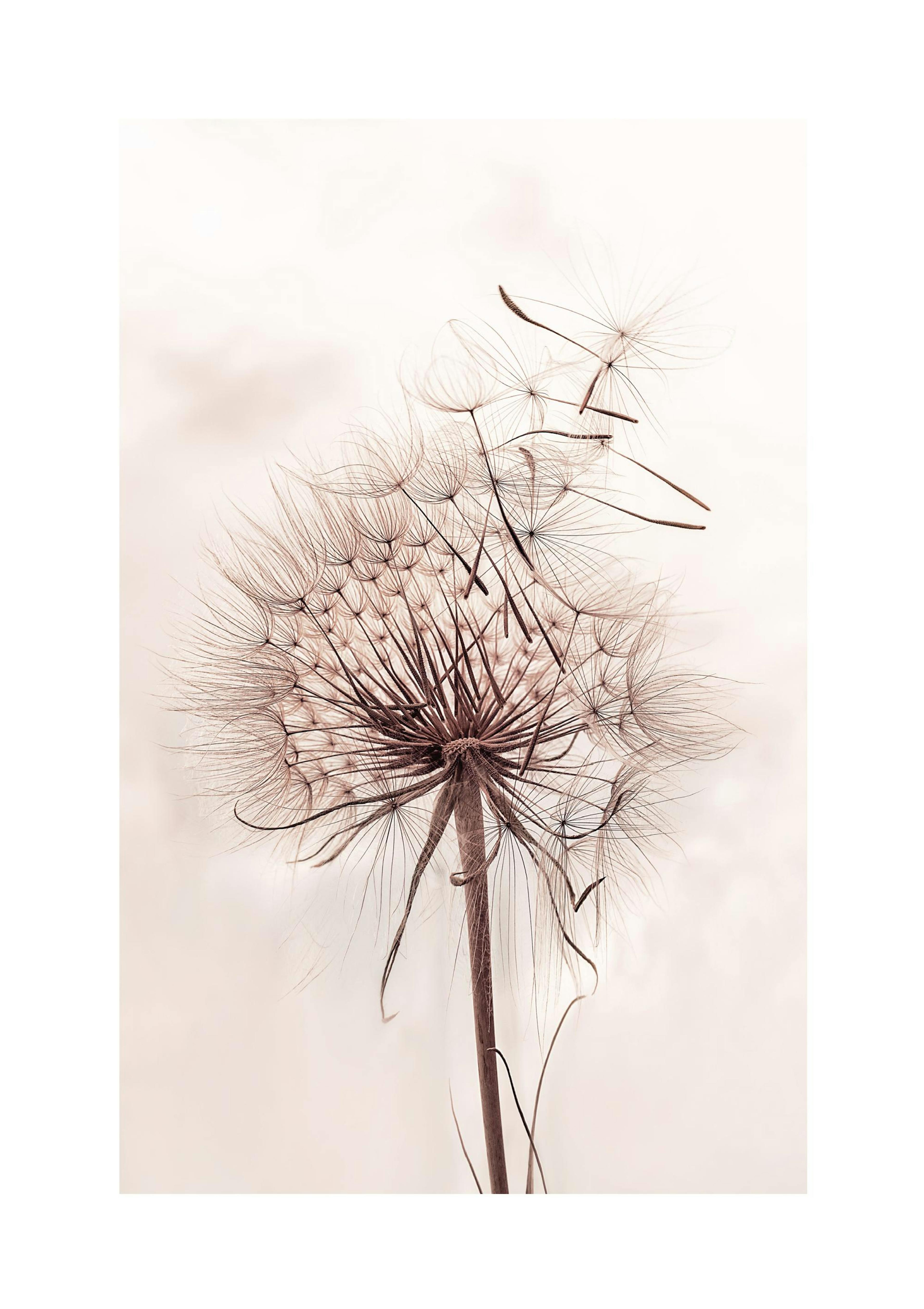 Delicate Dandelion Print